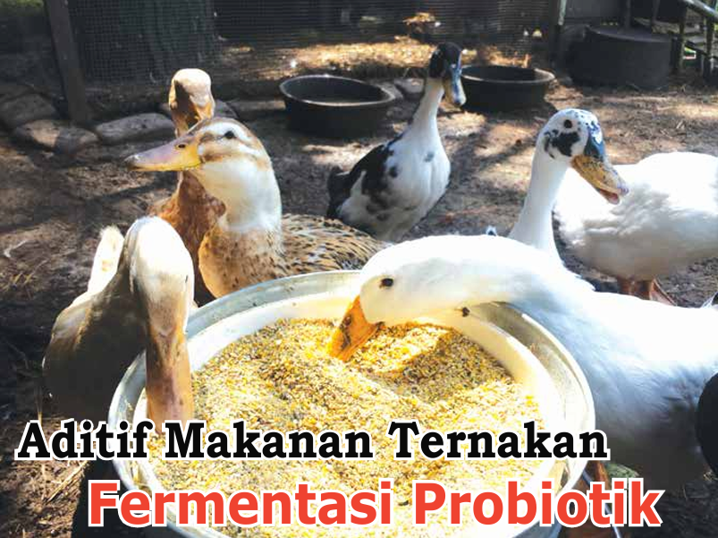 Aditif Makanan Ternakan Fermentasi Probiotik - Agrimag