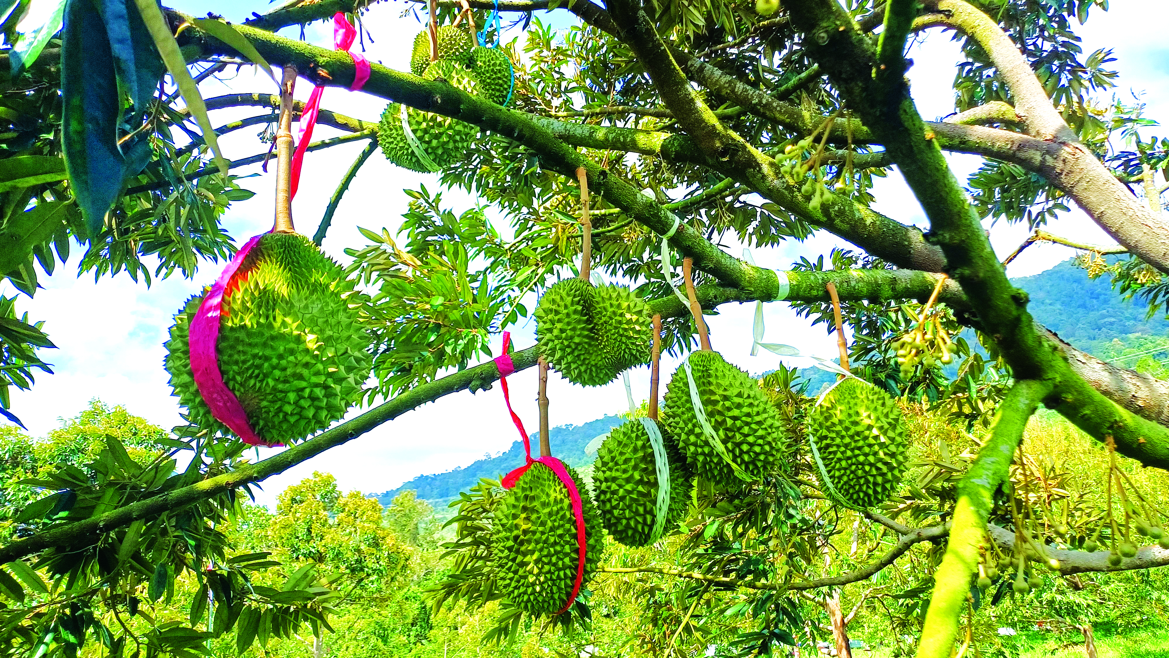 Harga Pasaran Ladang Durian di Malaysia - Agrimag