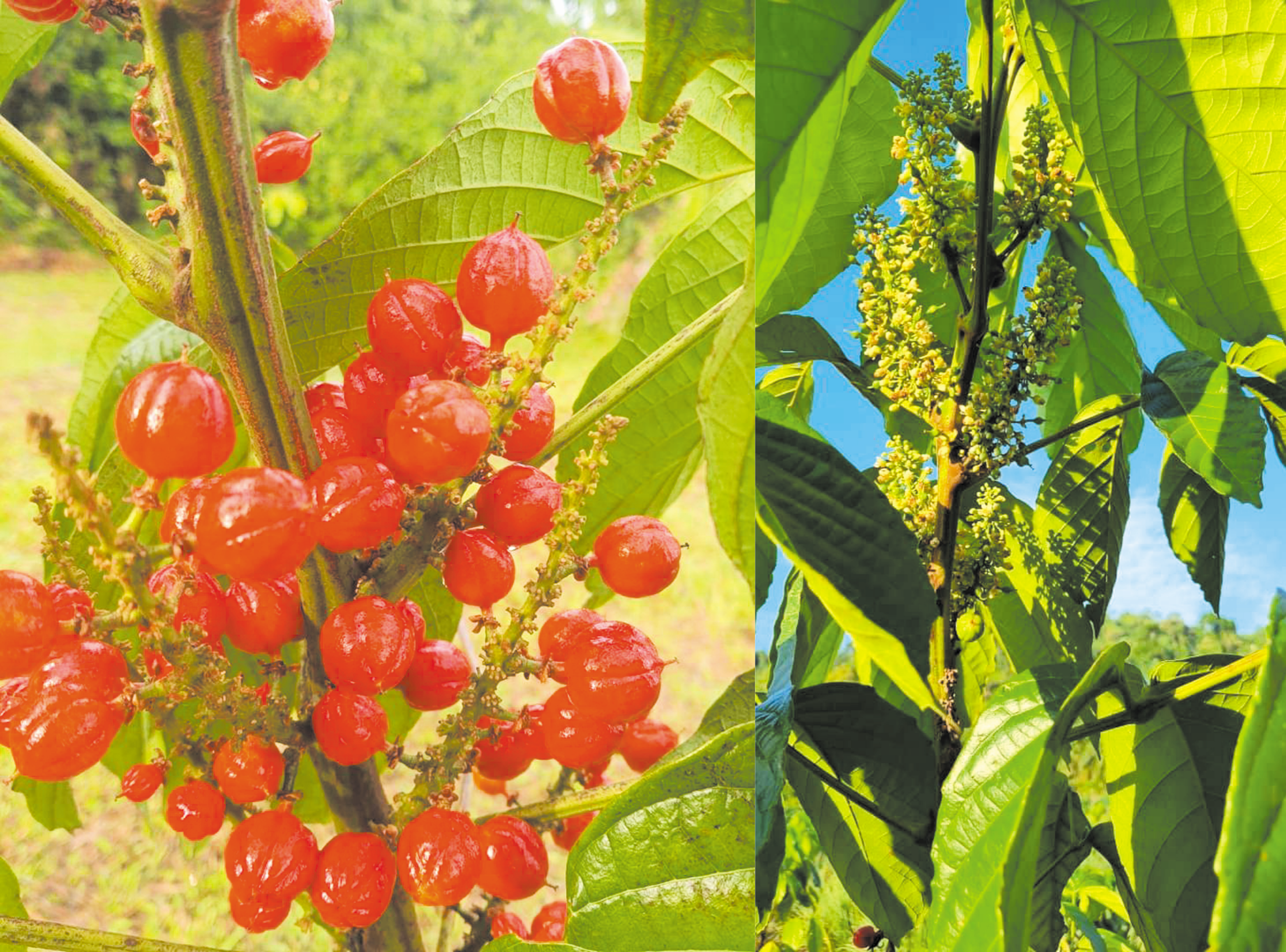 Potensi Pendapatan Dengan Tanam Guarana - Agrimag