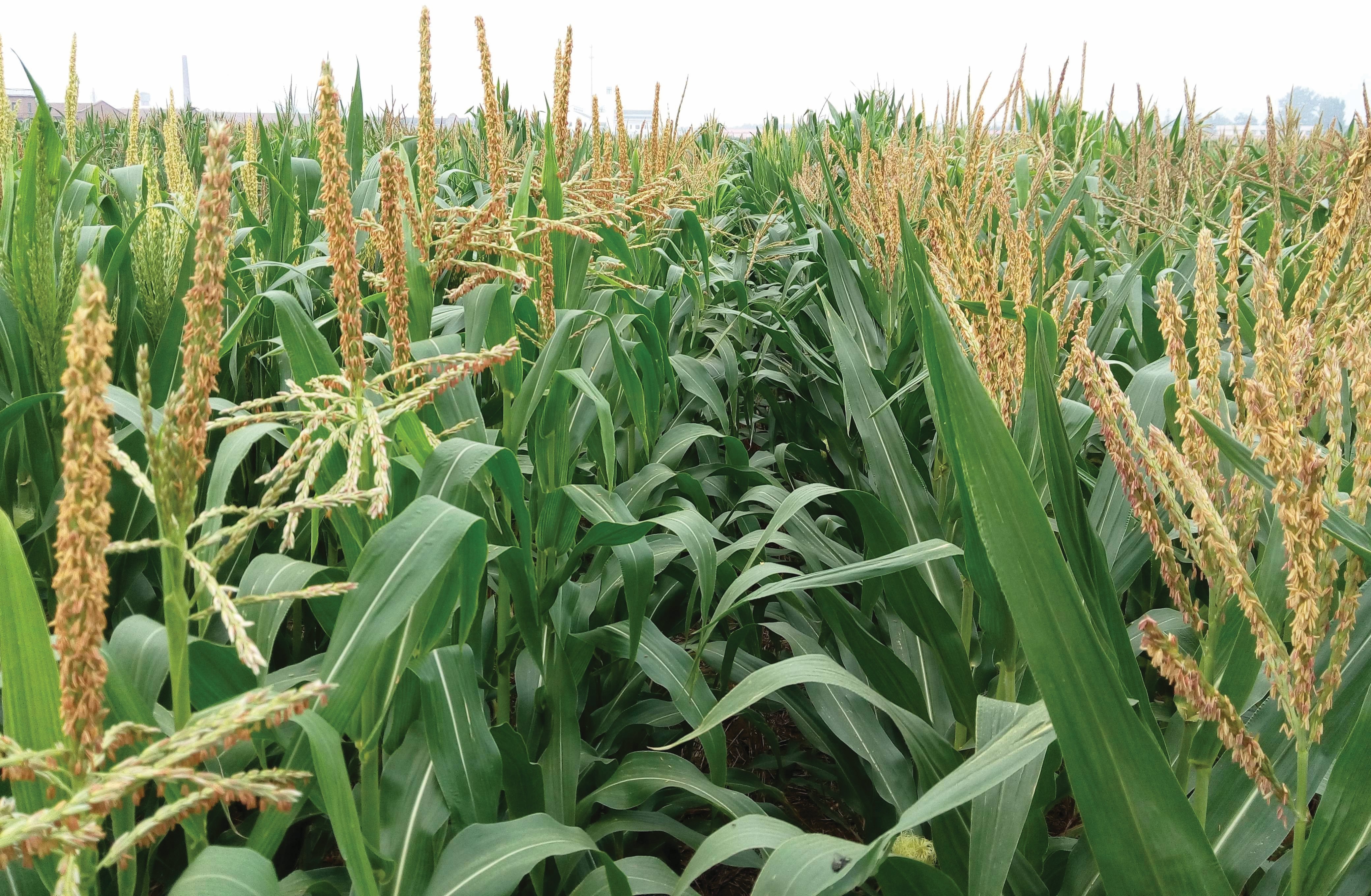 Kaedah Dua Pokok Satu Lubang Tingkatkan Hasil Tanam Jagung - Agrimag