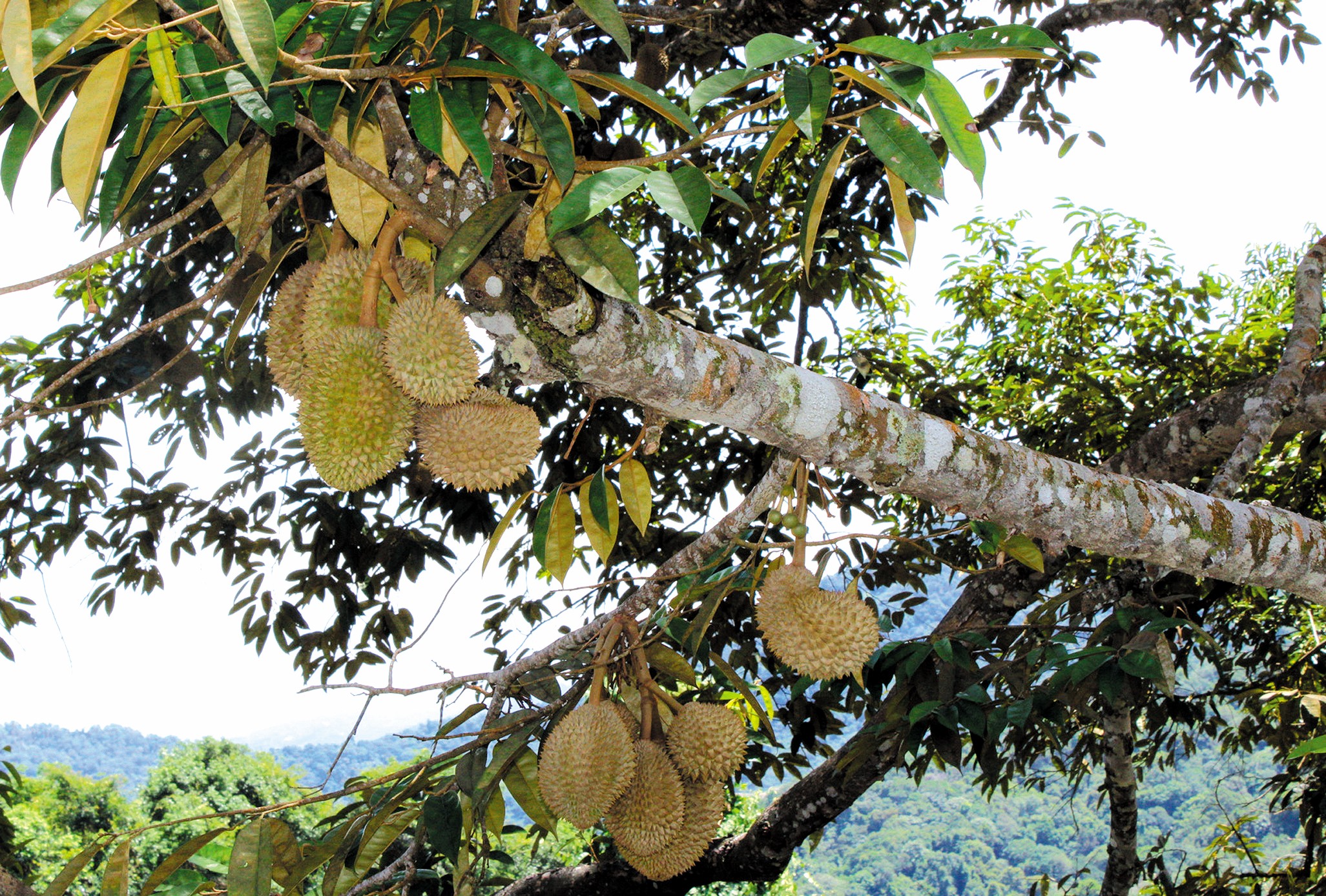 Berkebun Durian Organik Demi Penternakan Kelulut - Agrimag