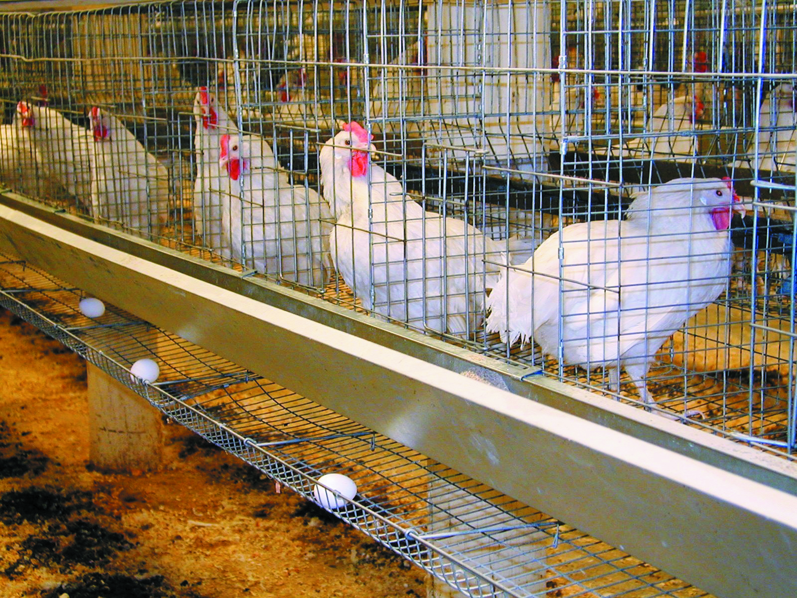 Ayam Sangkar Jimat Ruang Kenapa Usahawan Masih Ragu? - Agrimag