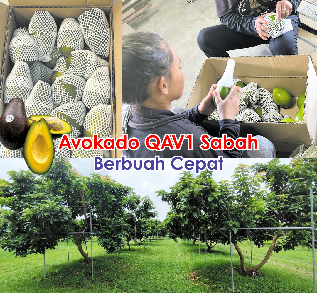Avokado QAV1 Sabah Berbuah Cepat - Agrimag