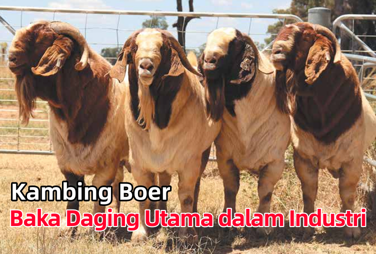 Kambing Boer Baka Daging Utama dalam Industri - Agrimag