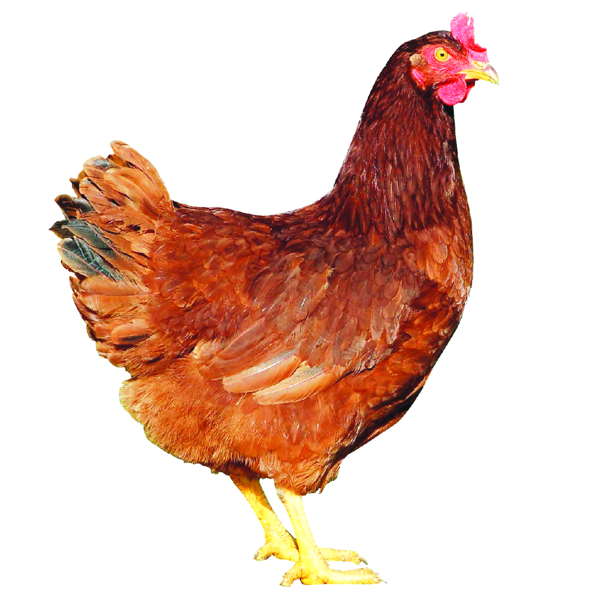 Dominant Red D853 Jenis Ayam Hibrid Tinggi Hasil Telur - Agrimag