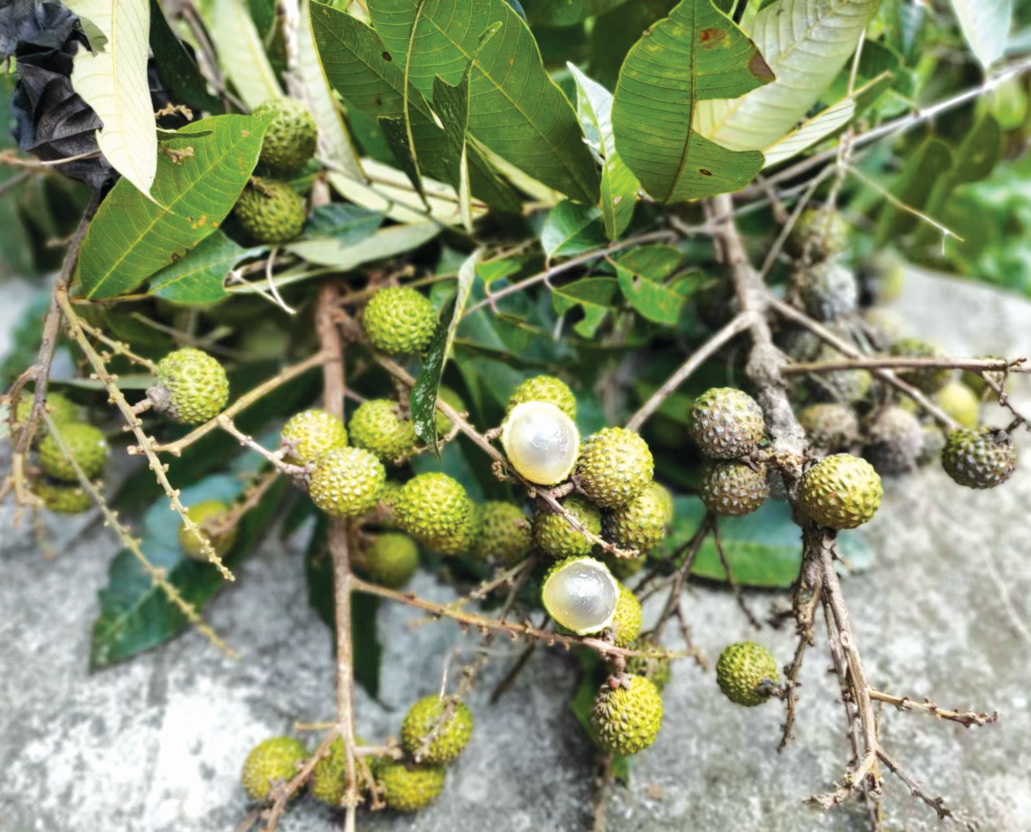 Longan Hijau Kebanggaan Sarawak - Agrimag