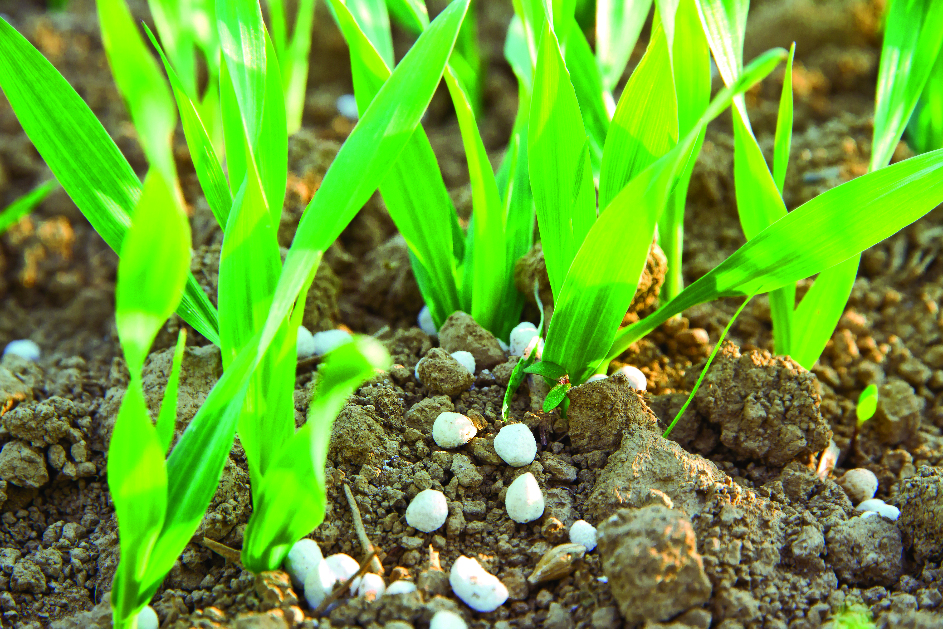 Pembajaan Kerap Kuantiti Kecil Optimumkan Nutrien - Agrimag