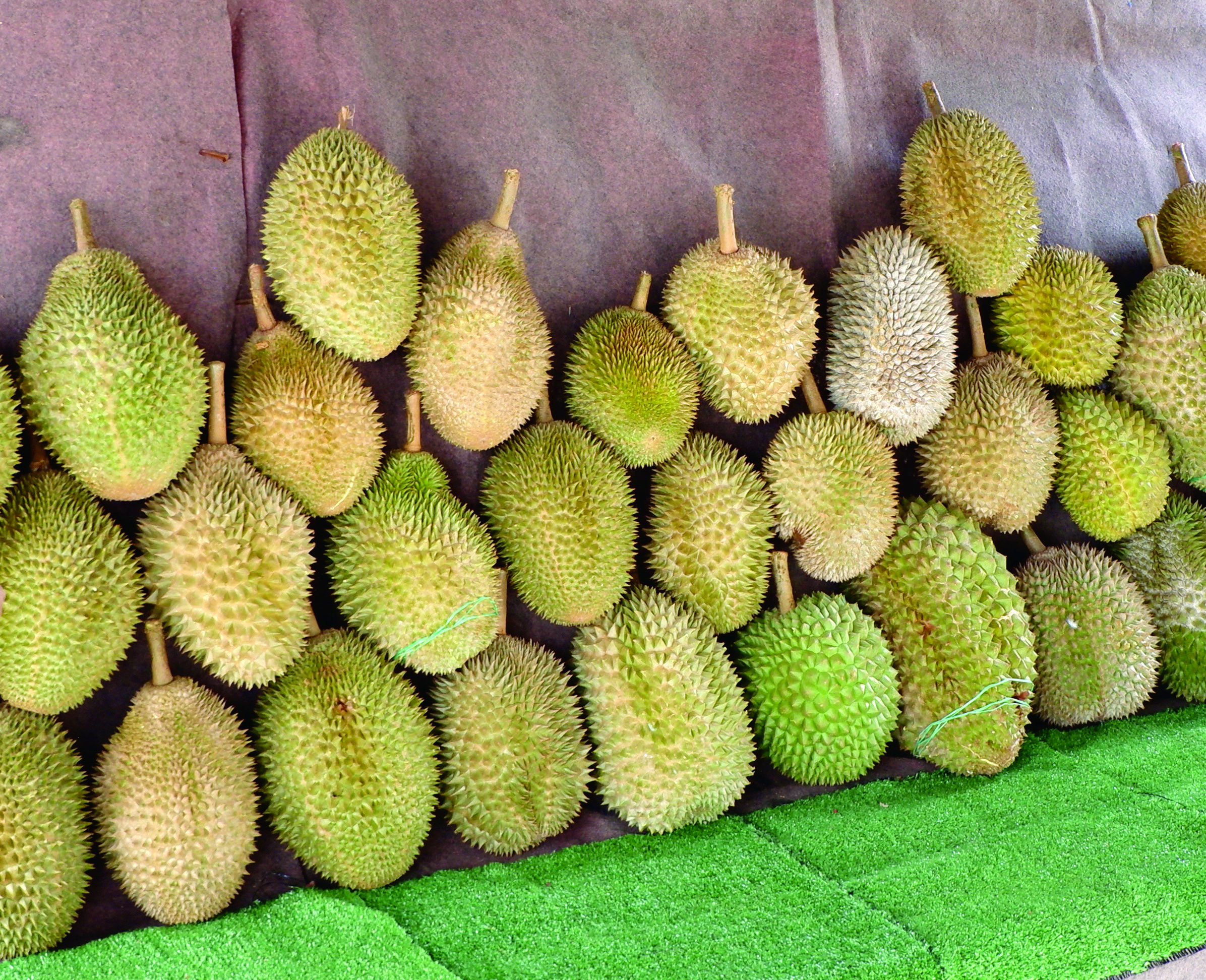 Pembangunan Komersial Rancakkan Bisnes Gerai Durian - Agrimag