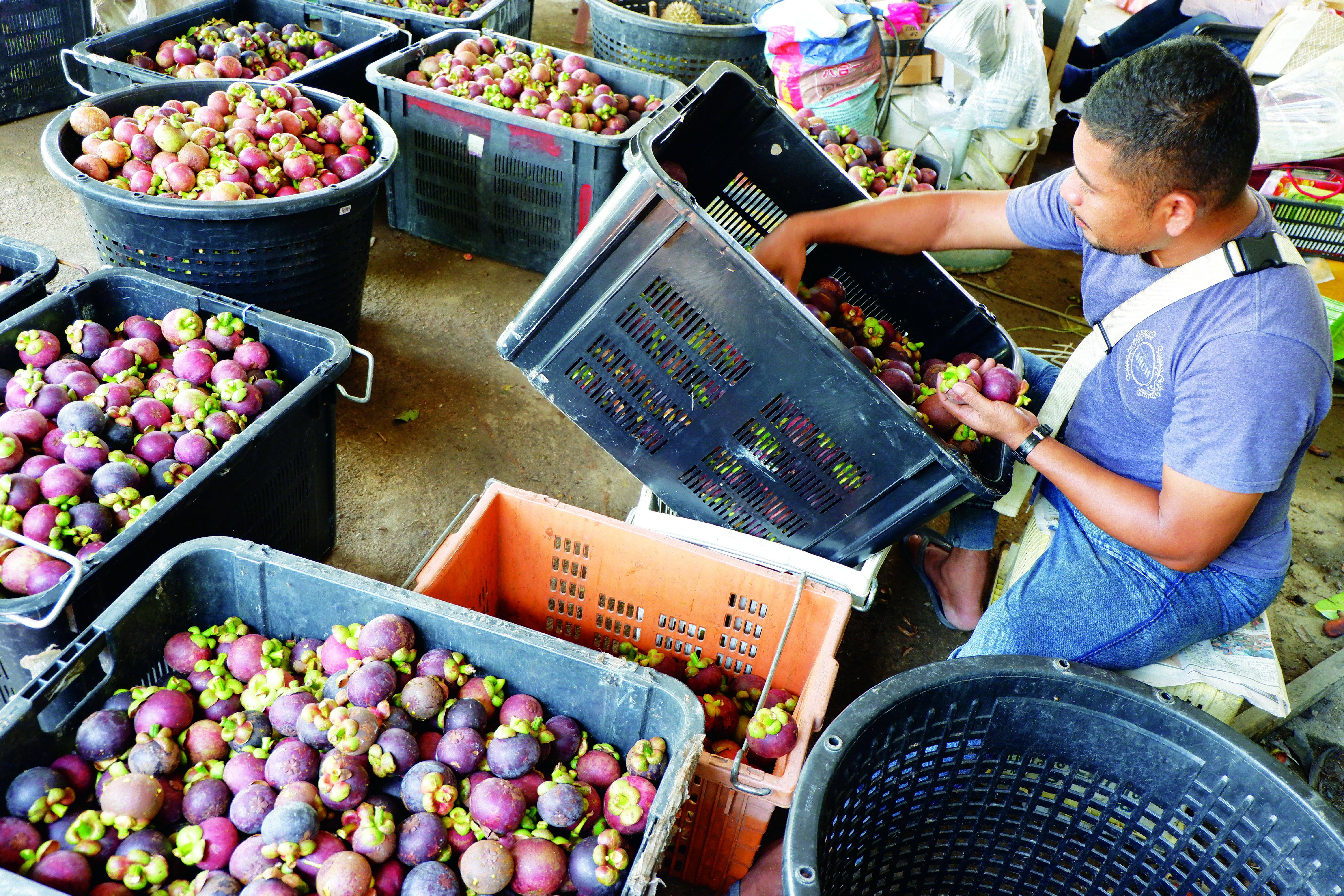 Pengedar Thailand Beli Manggis Gred A di Pahang - Agrimag