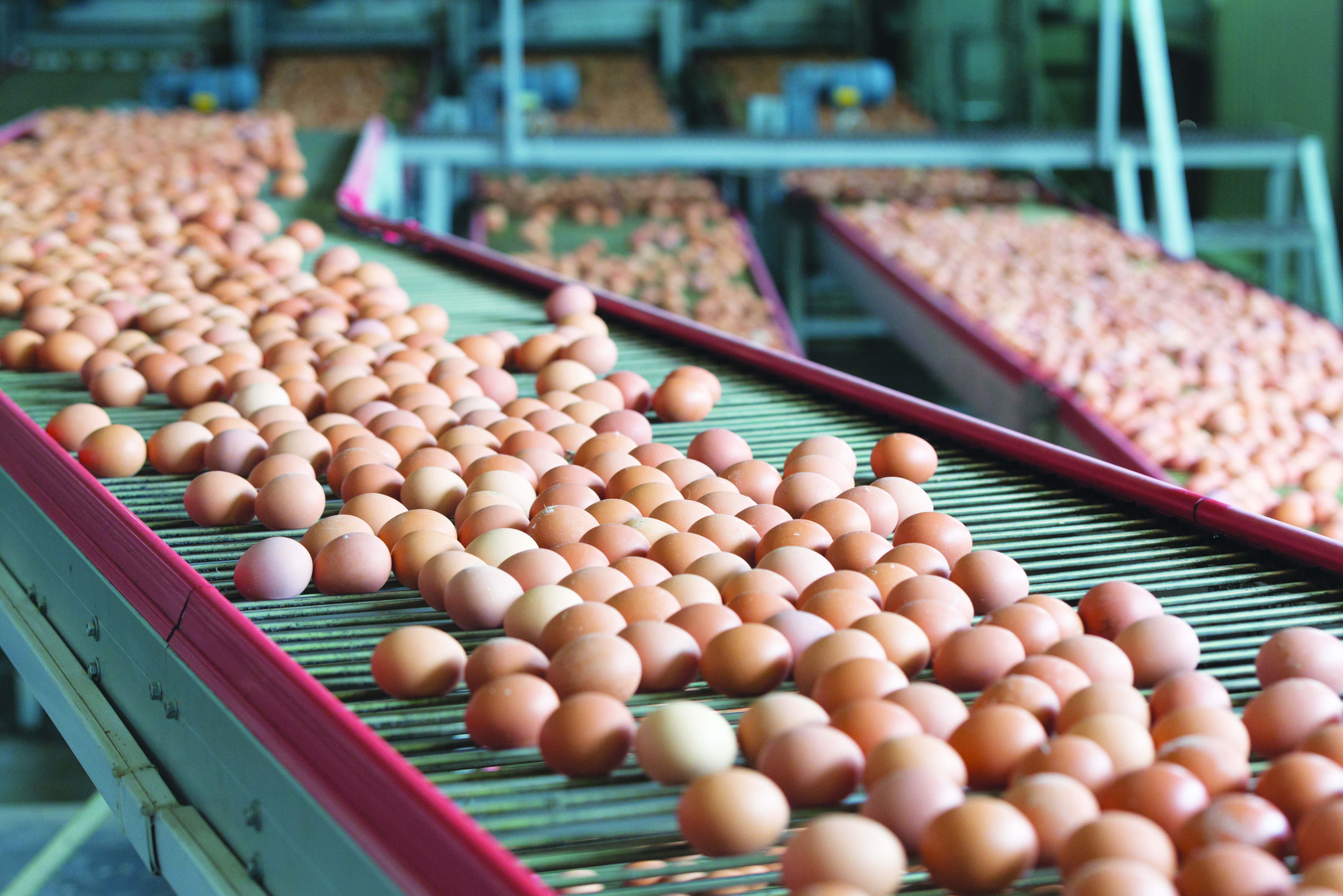Singapura Berusaha Tingkatkan Pengeluaran Telur - Agrimag