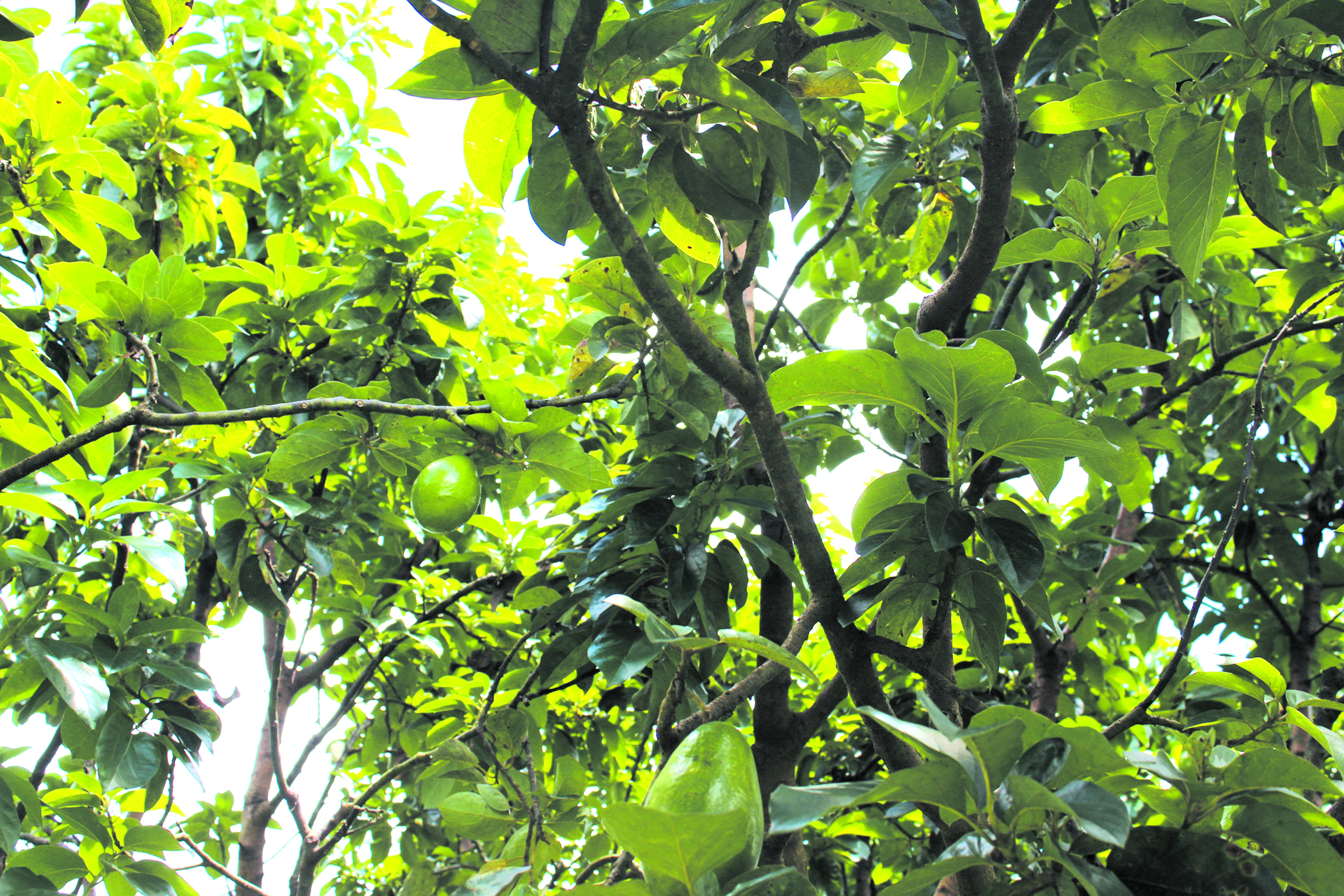 Penanaman Avokado di Malaysia - Agrimag