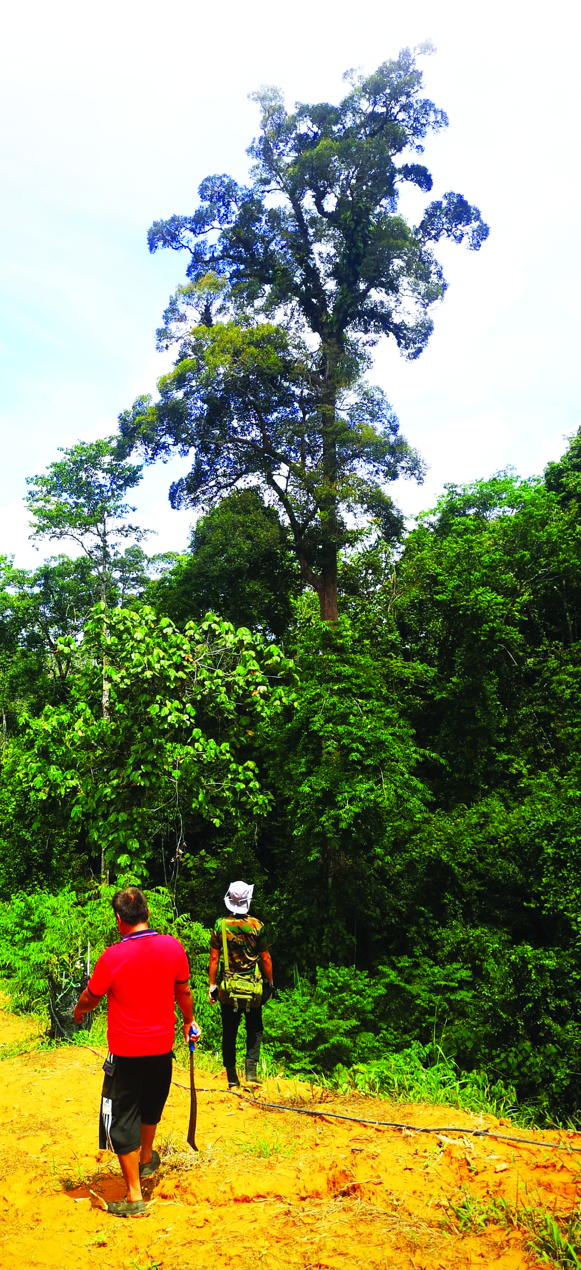 Aroma Buah Durian Tua Mengharumkan Seluruh Kebun - Agrimag