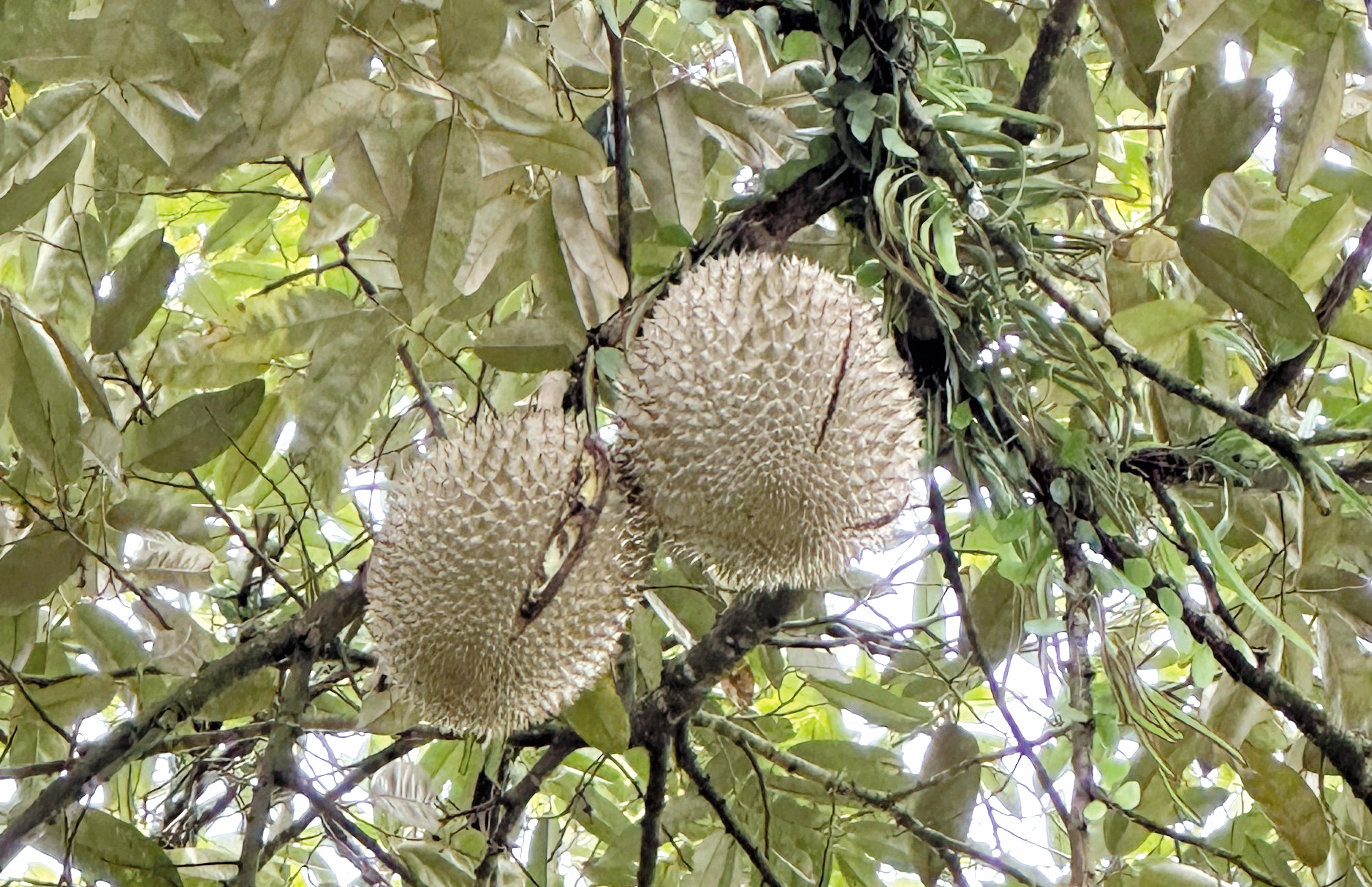 Siasatan Hasil Ladang Selepas Musim Tanaman Durian - Agrimag