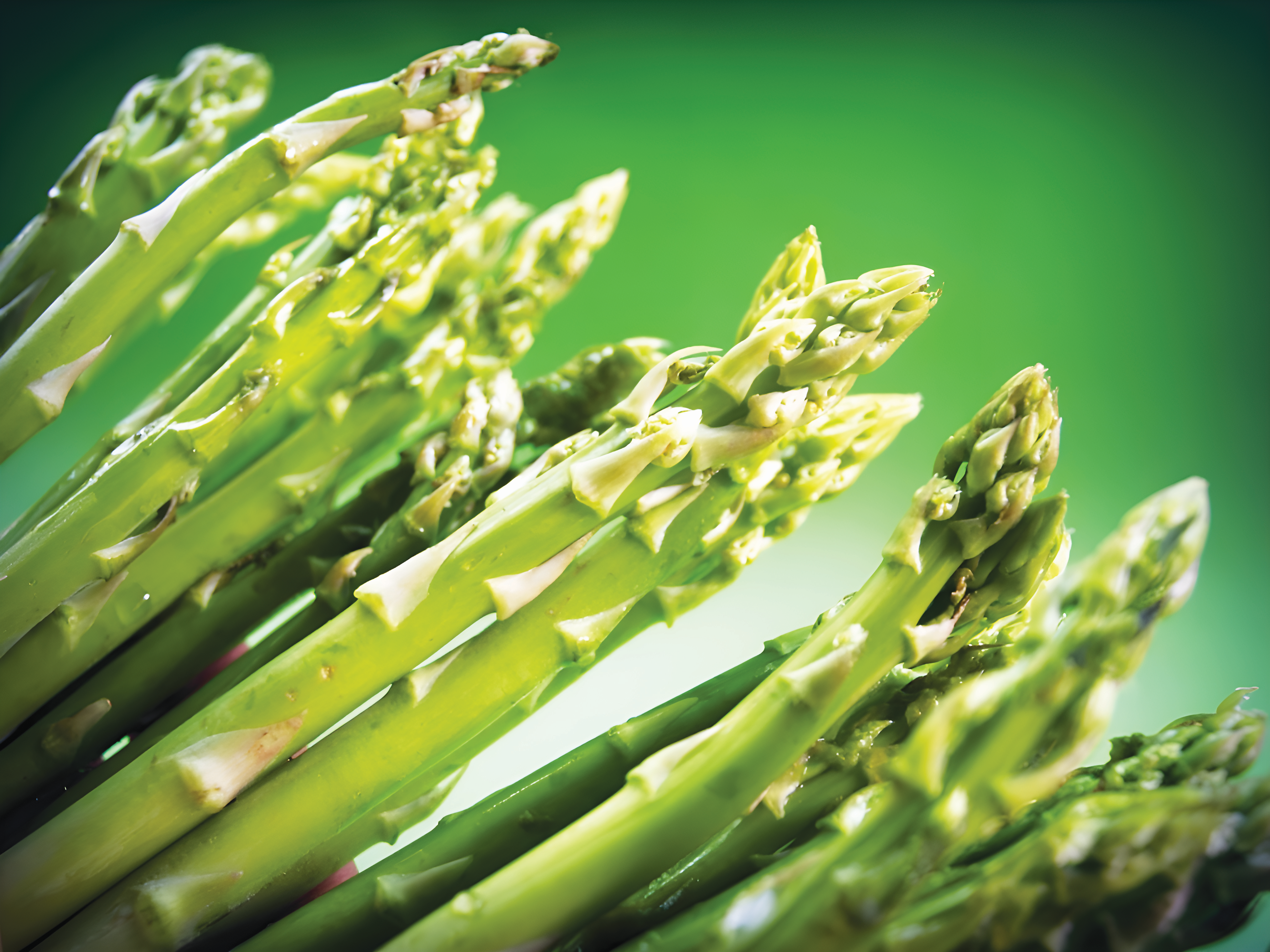 Tanam Asparagus: Rumah Hijau atau Luar? - Agrimag
