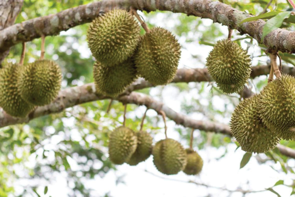 Jual Durian Dapat Pendapatan Asing Indonesia Ikut Jejak Vietnam - Agrimag