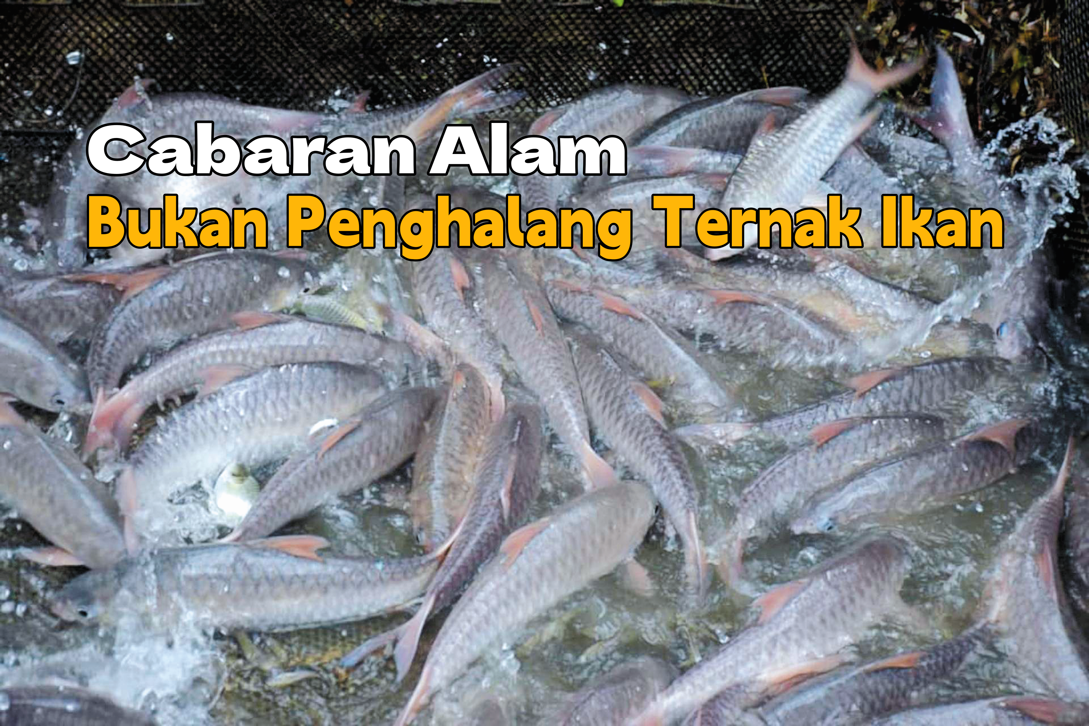 Cabaran Alam Bukan Penghalang Ternak Ikan - Agrimag