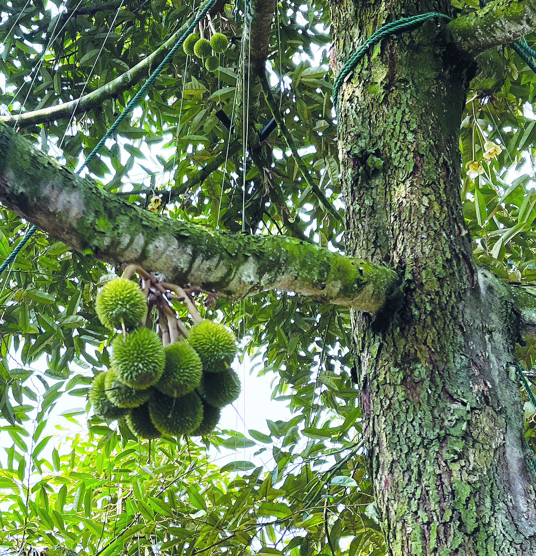 Briar Modern Technology Durian Farming Menjadi Konsep Model Pekebun - Agrimag