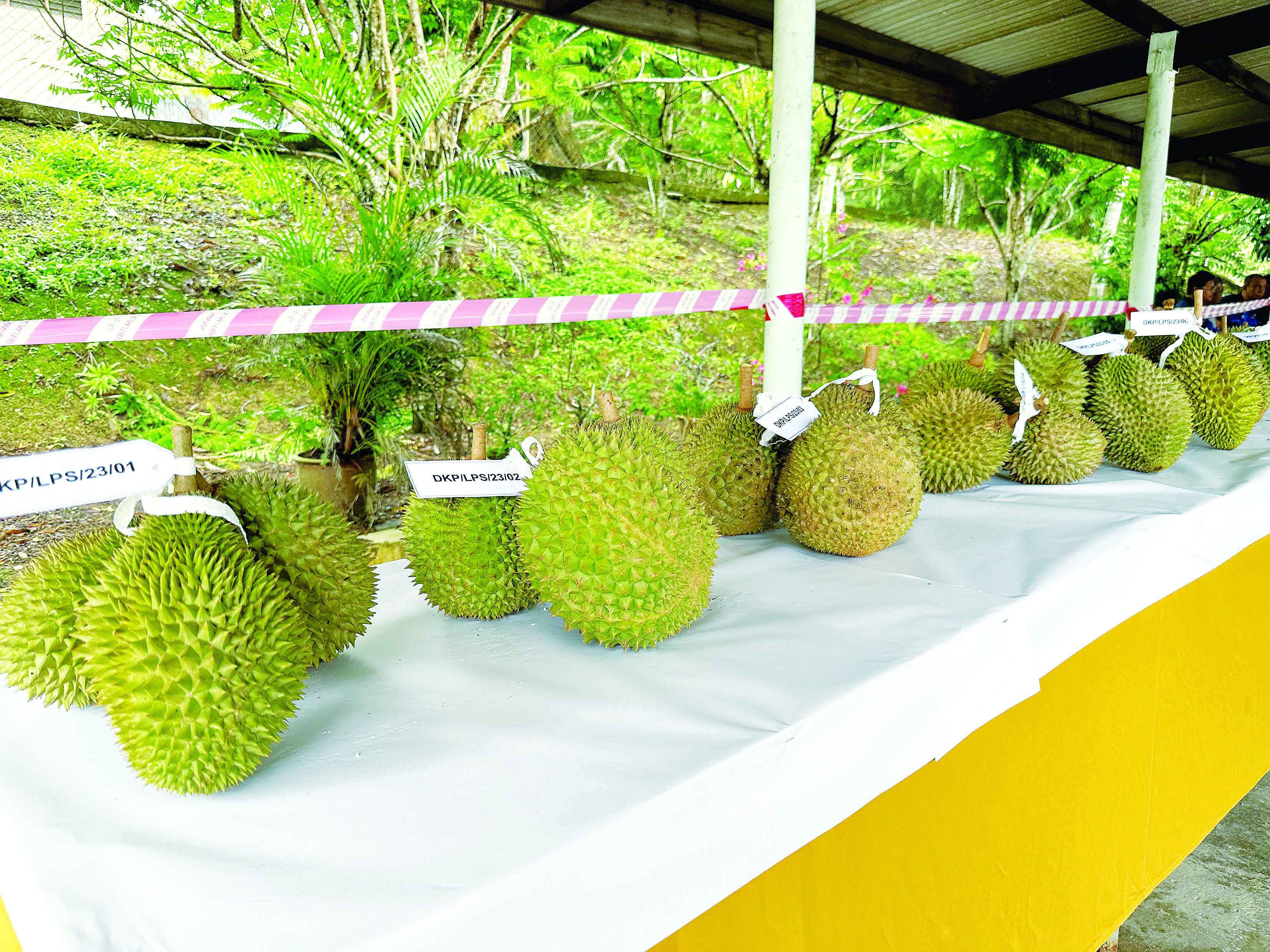 Durian Kampung Premium Pahang - Agrimag