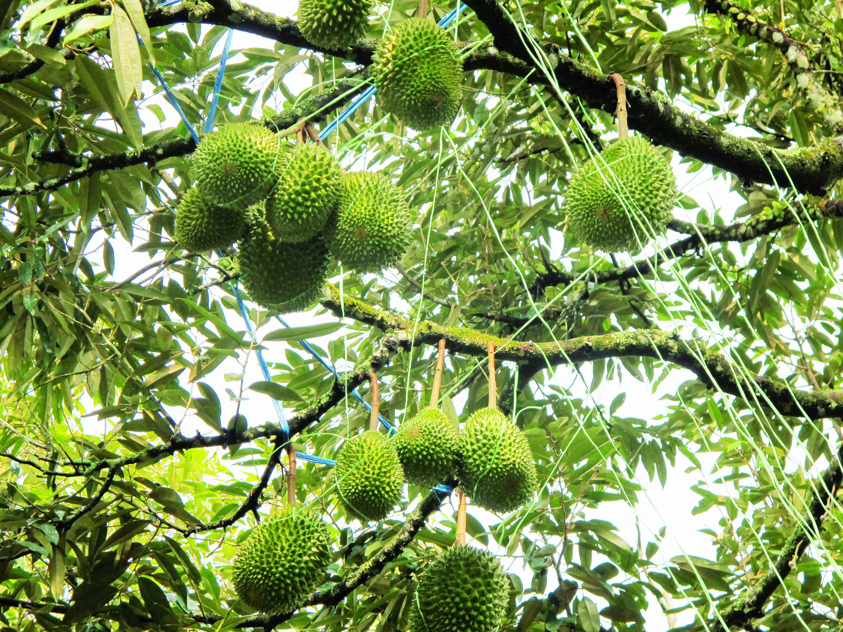 Perkara Wajib Selepas Habis Musim Durian - Agrimag