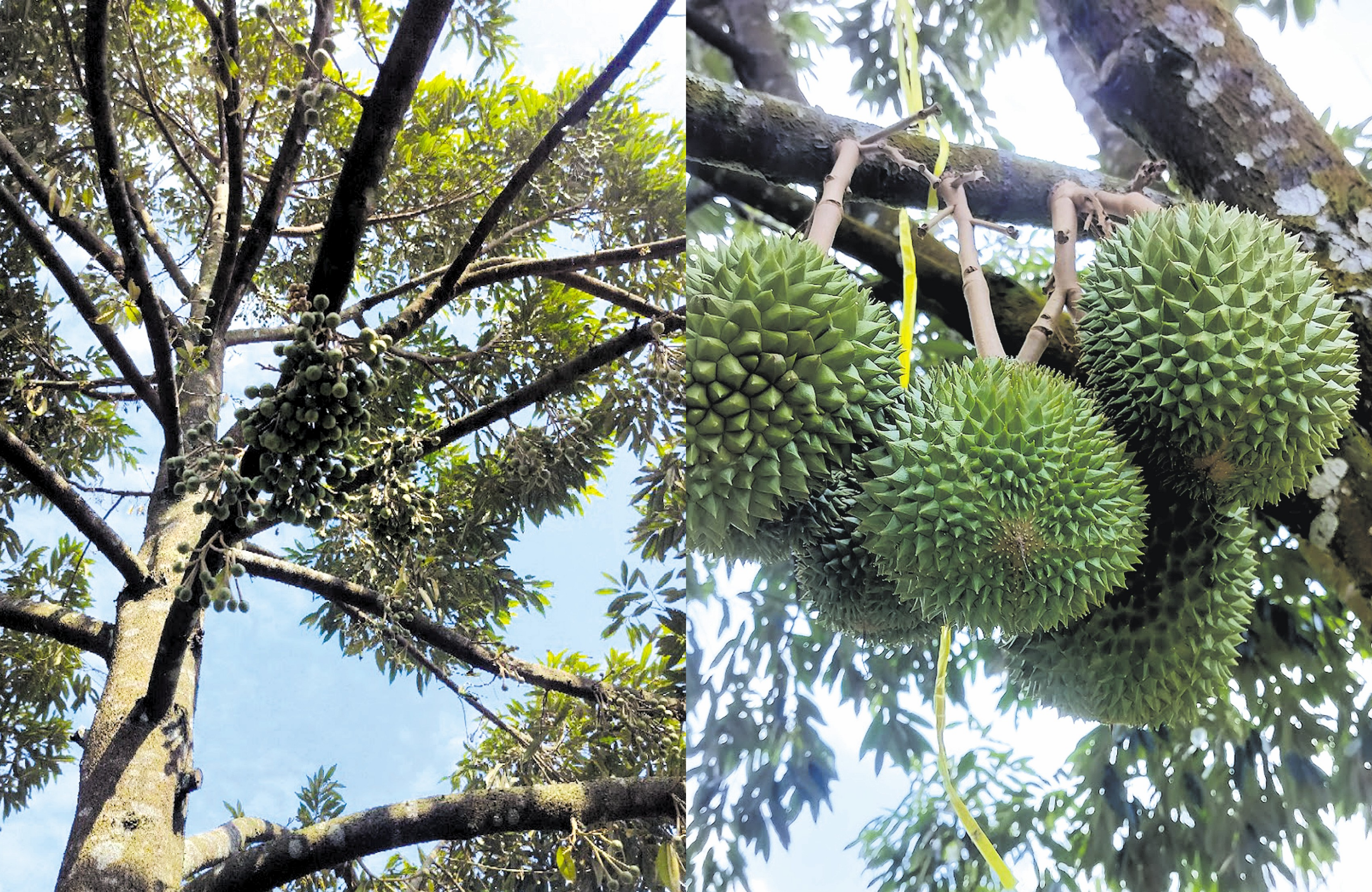 Dari Biji Benih Hingga ke Hasil Buah yang Beraroma - Agrimag