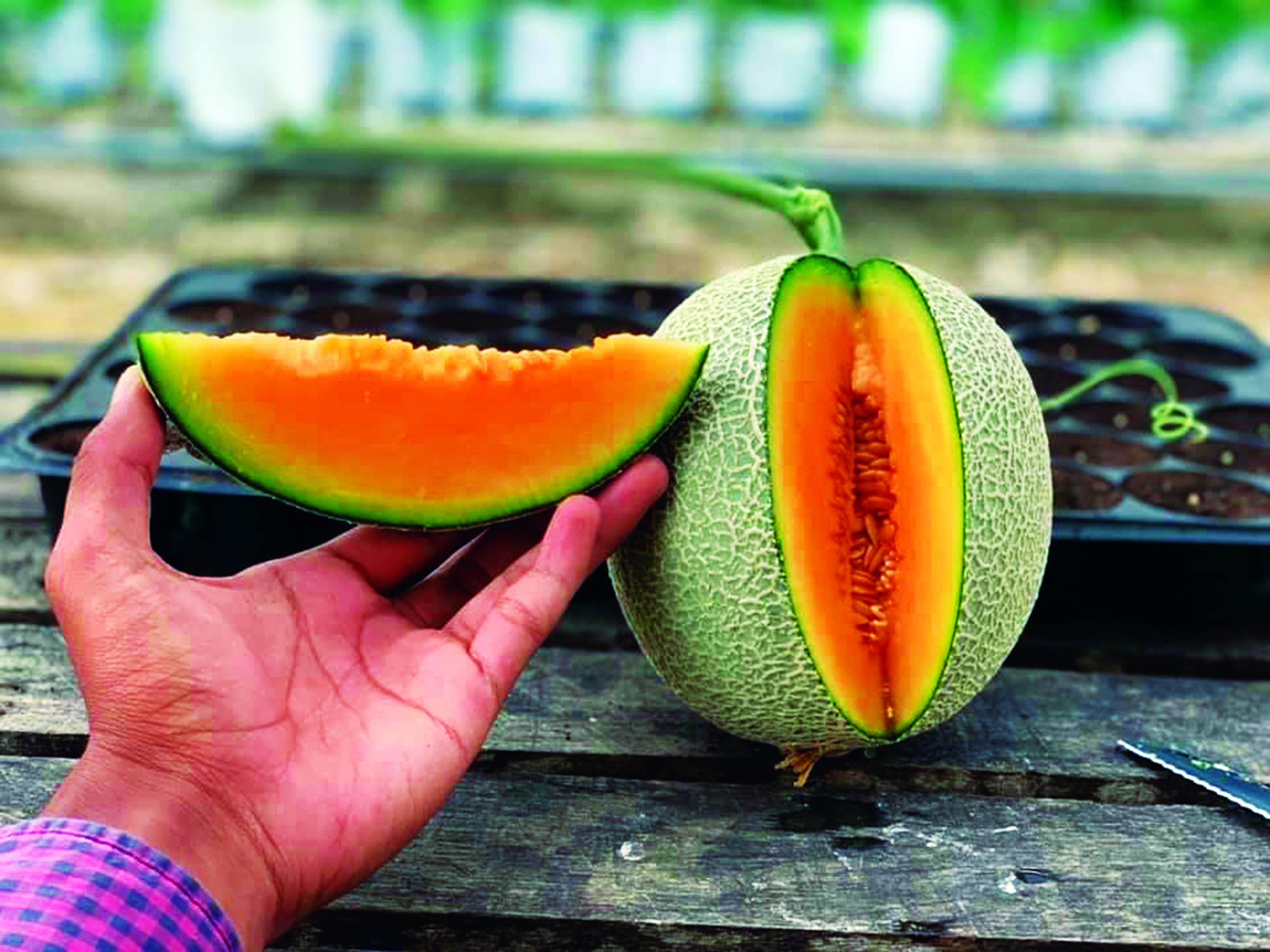 Melon Jelai - Agrimag