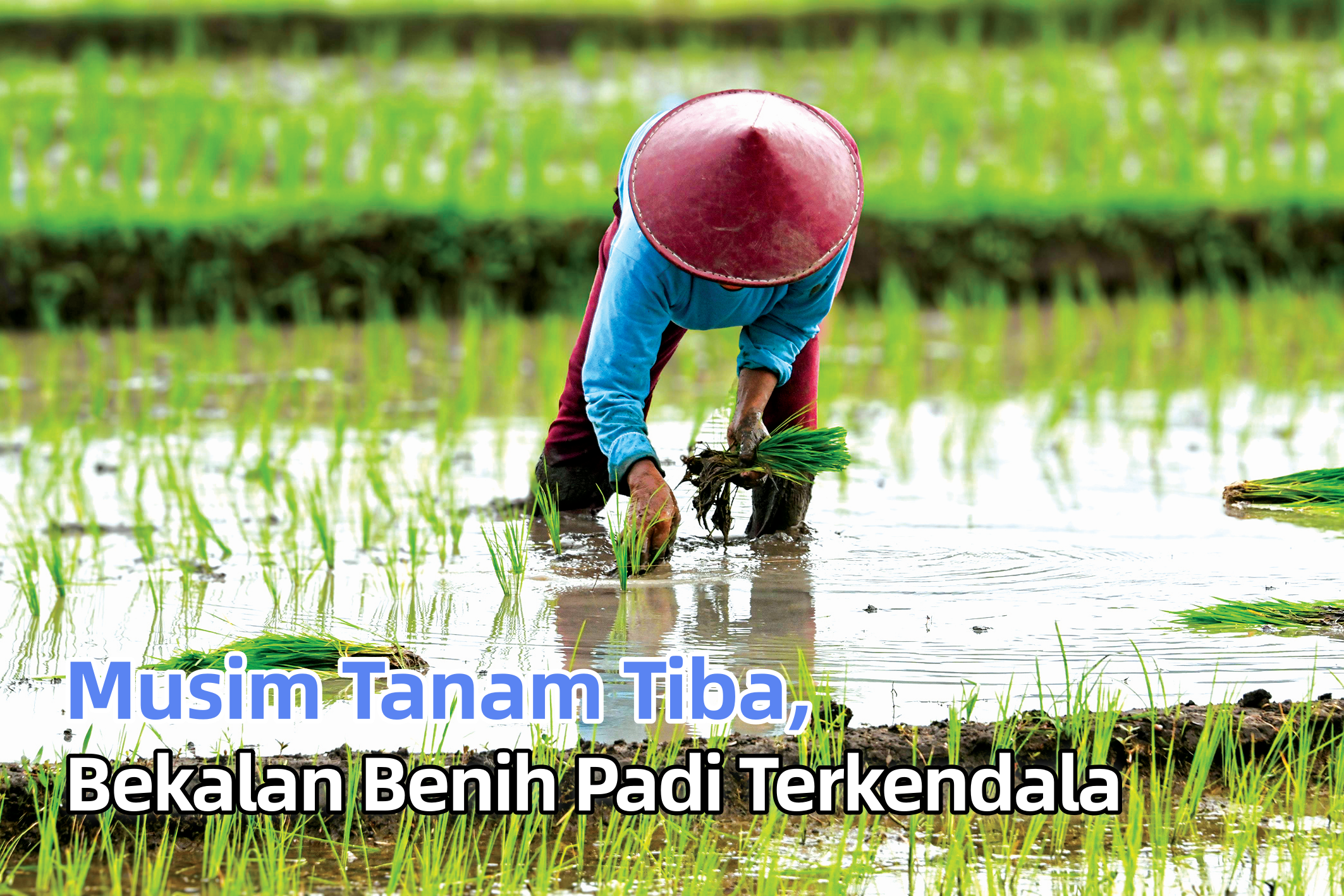 Musim Tanam Tiba, Bekalan Benih Padi Terkendala - Agrimag