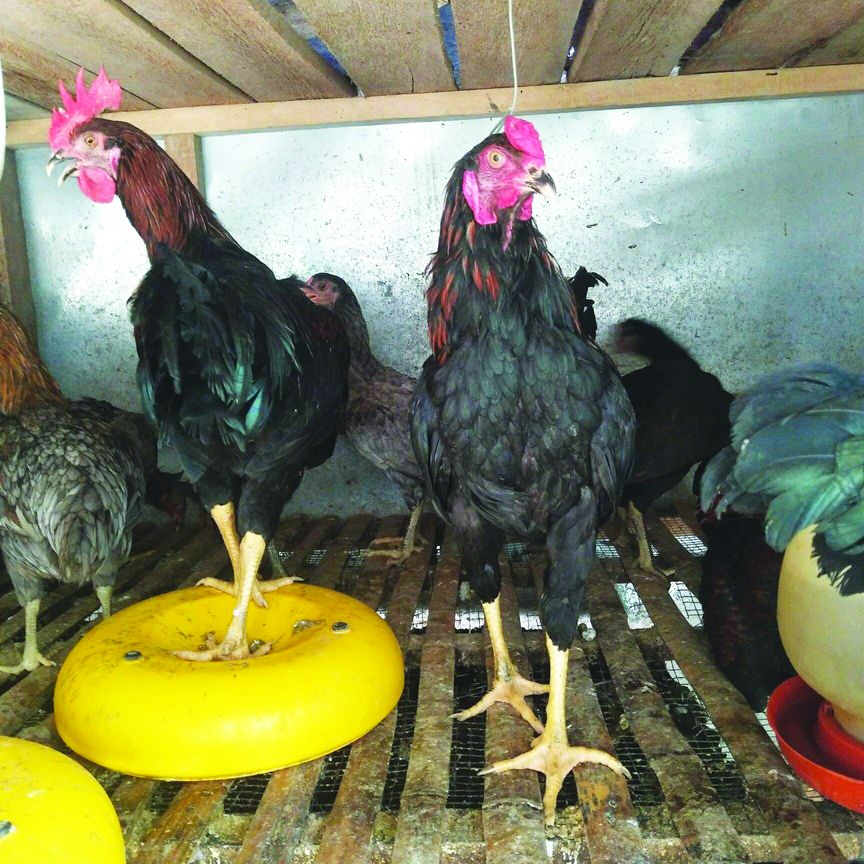 Ayam Petelur Indonesia Hasilkan 180 Telur Setahun - Agrimag