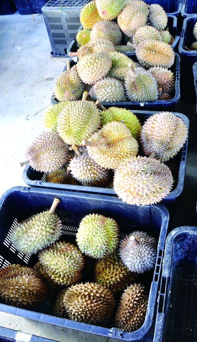 Harga Durian Varieti Thai Menjunam di Balik Pulau - Agrimag