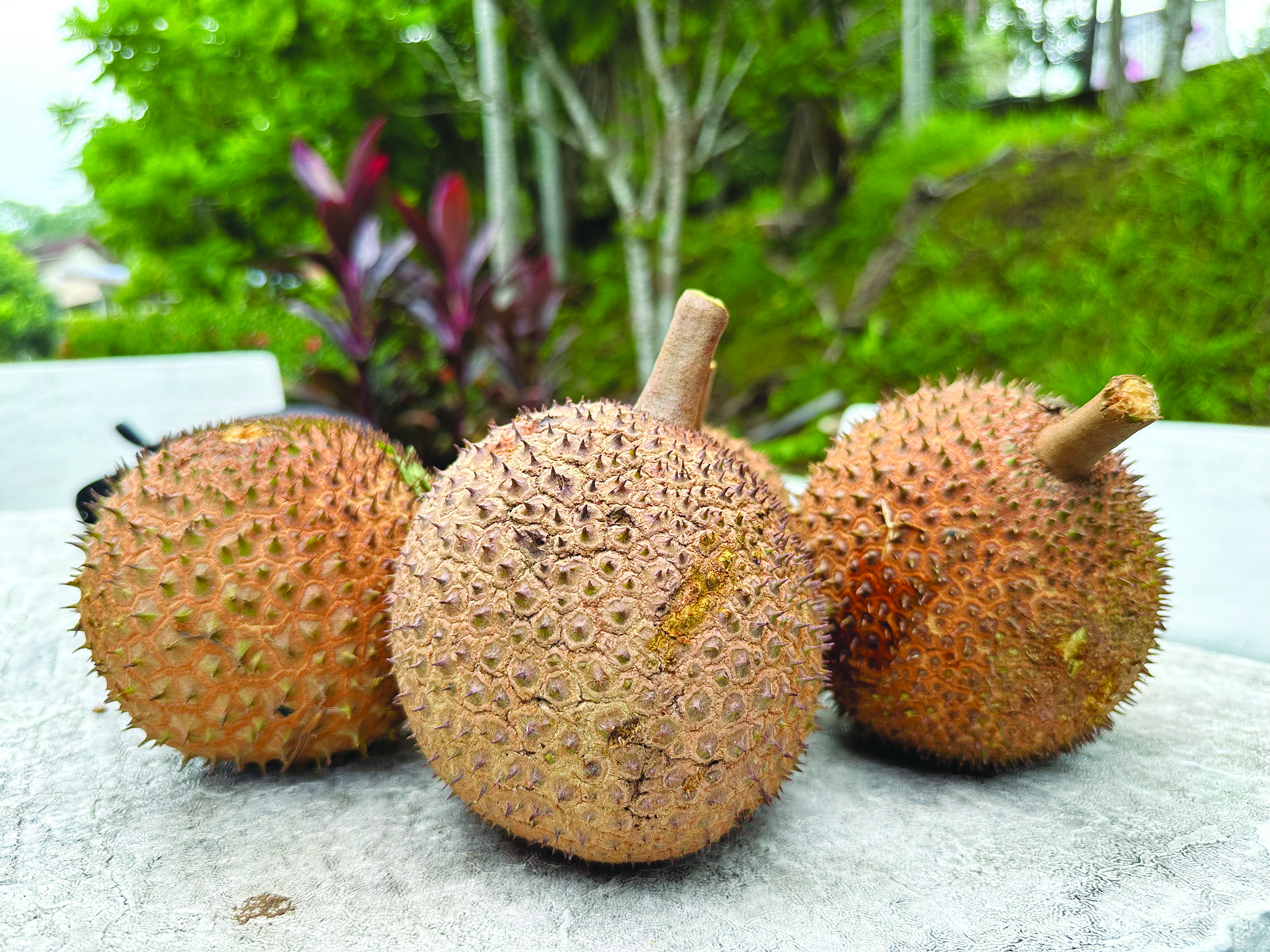 Kenali Durian 'Rare' Pahang Si Ikan Buntal & Lembutnya Puteri - Agrimag