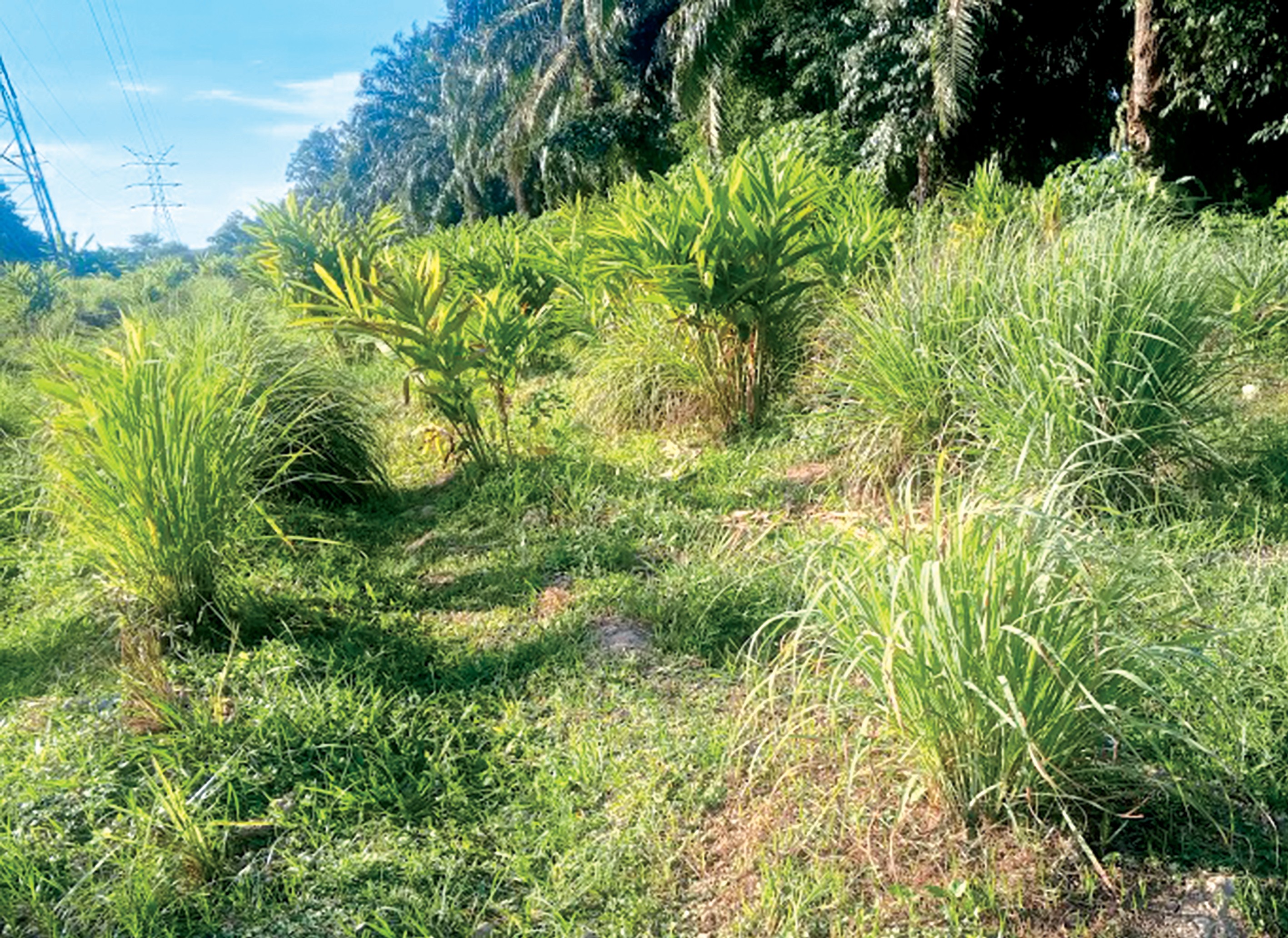 Pendapatan Lumayan Daripada Serai dan Lengkuas - Agrimag