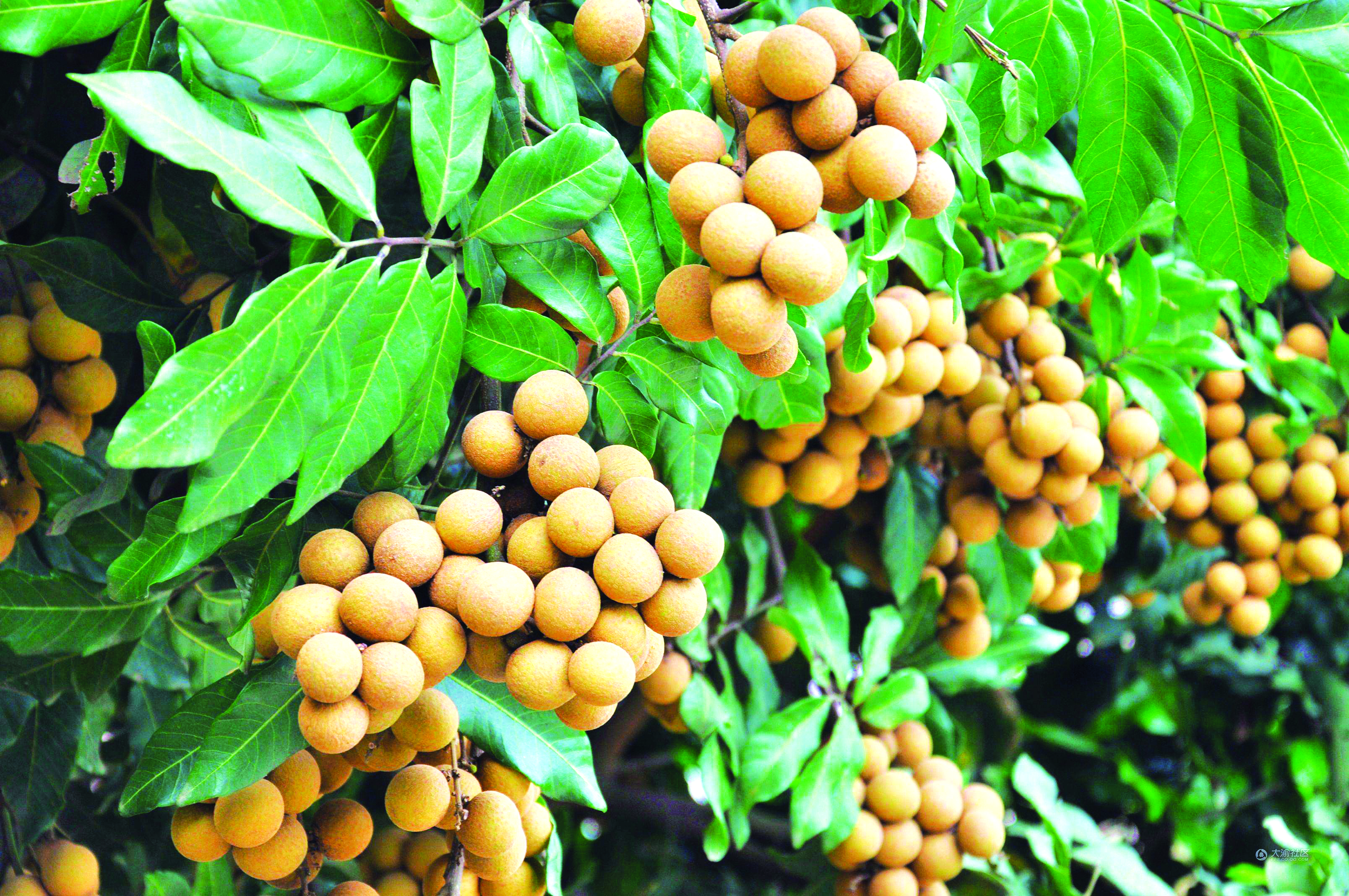 Kawalan Pembajaan Tingkatkan Hasil Longan - Agrimag