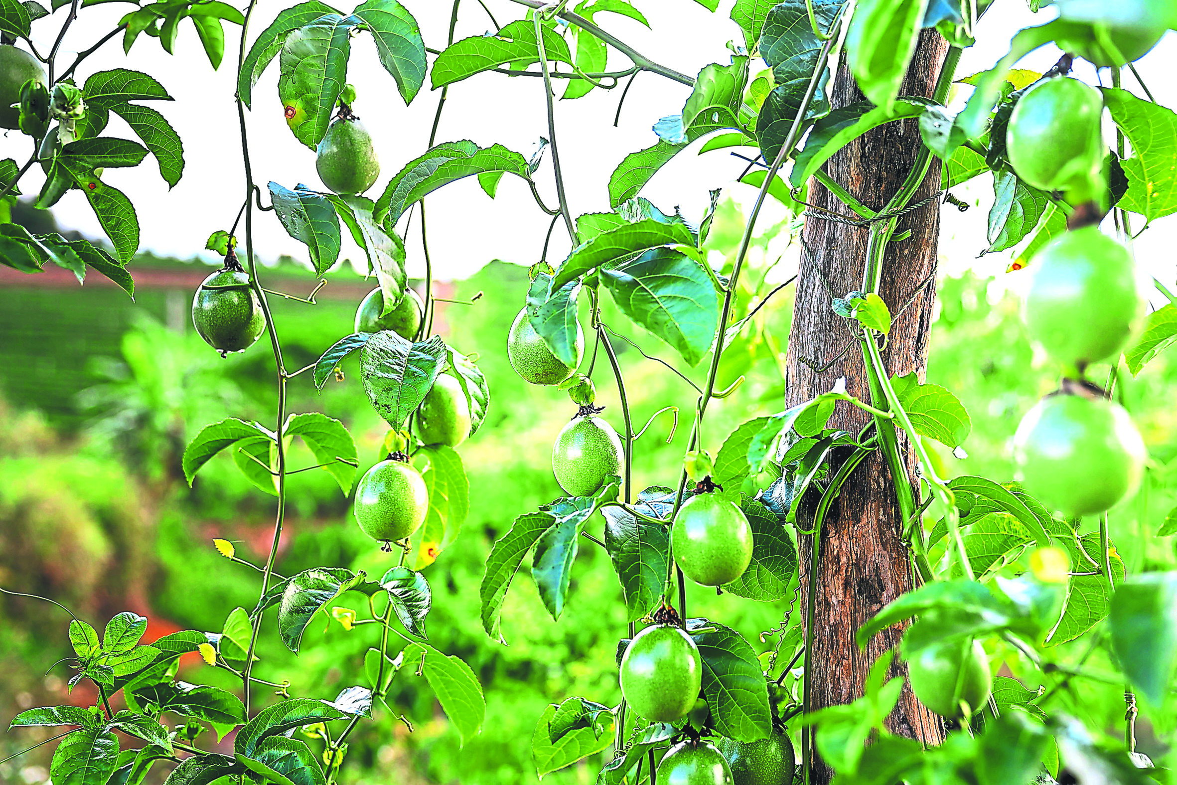 Teknik Mencantas Tingkatkan Kualiti dan Hasil Markisa - Agrimag