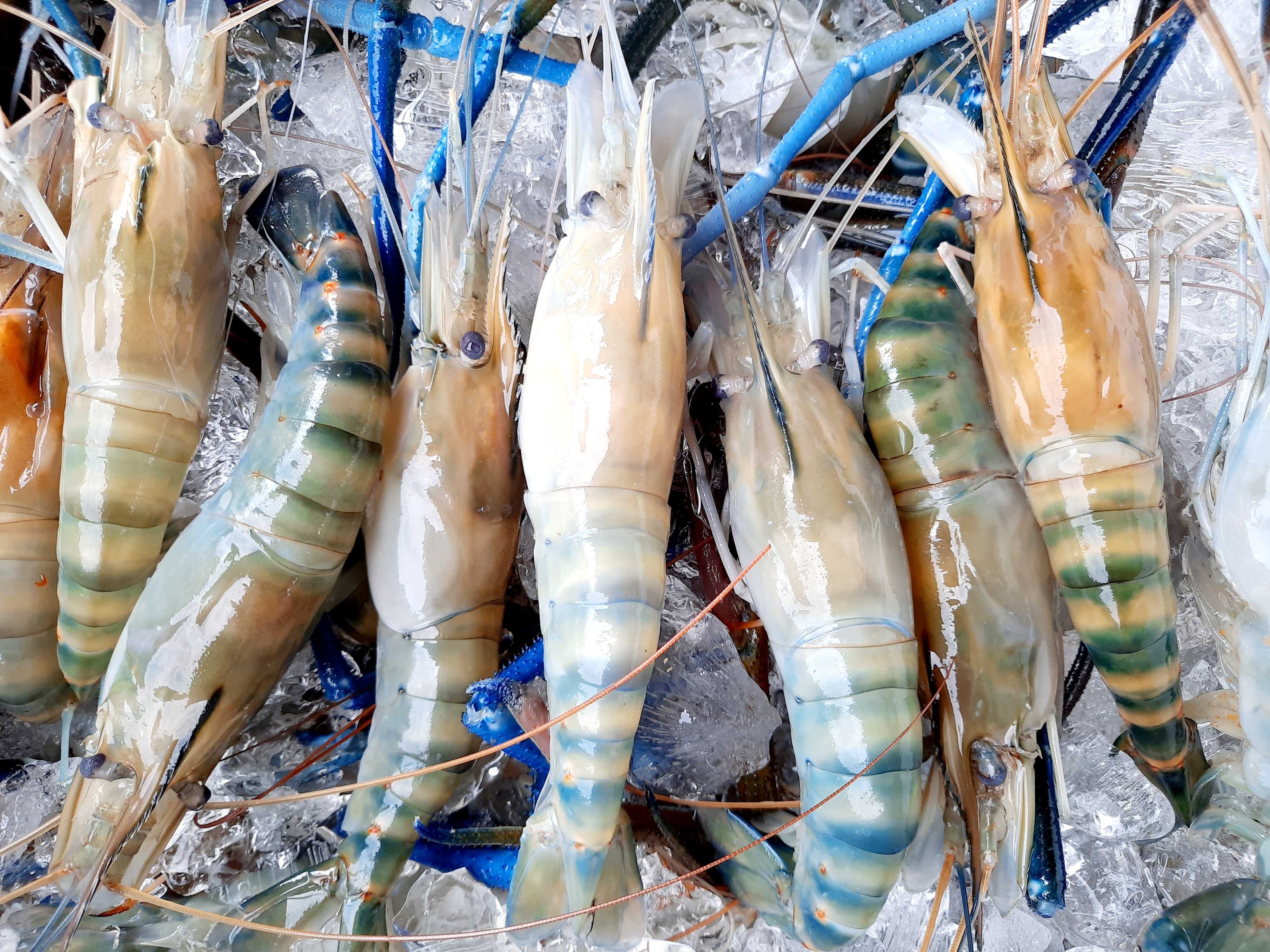 Teknologi Ternak Udang Galah Agrimag