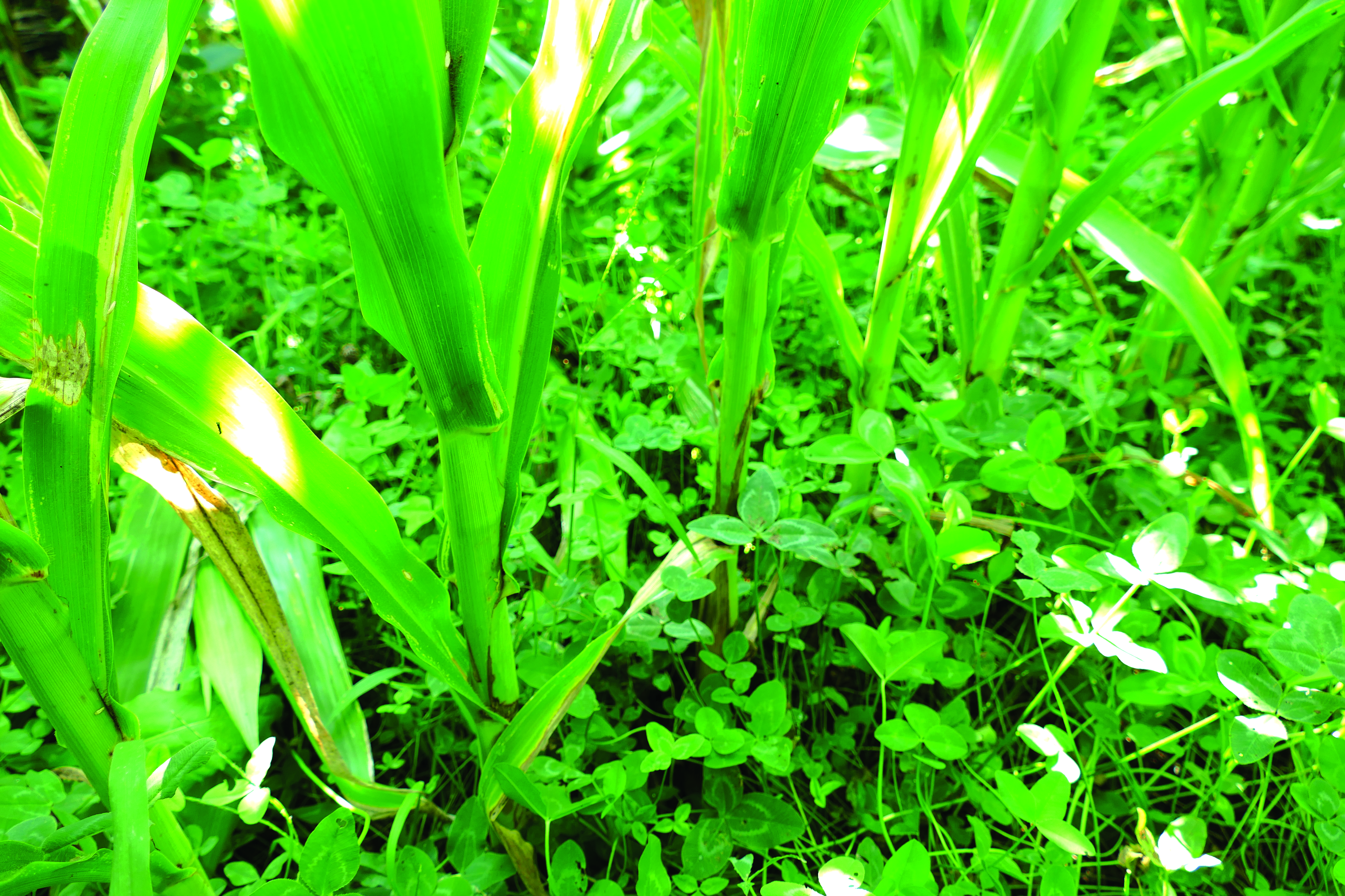 Guna Tanaman Penutup Mencegah Pertumbuhan Rumput - Agrimag