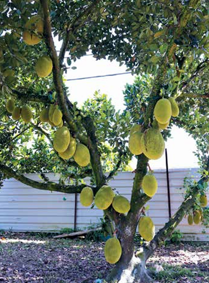 Kebun Kecil Nangka Raih Anugerah - Agrimag