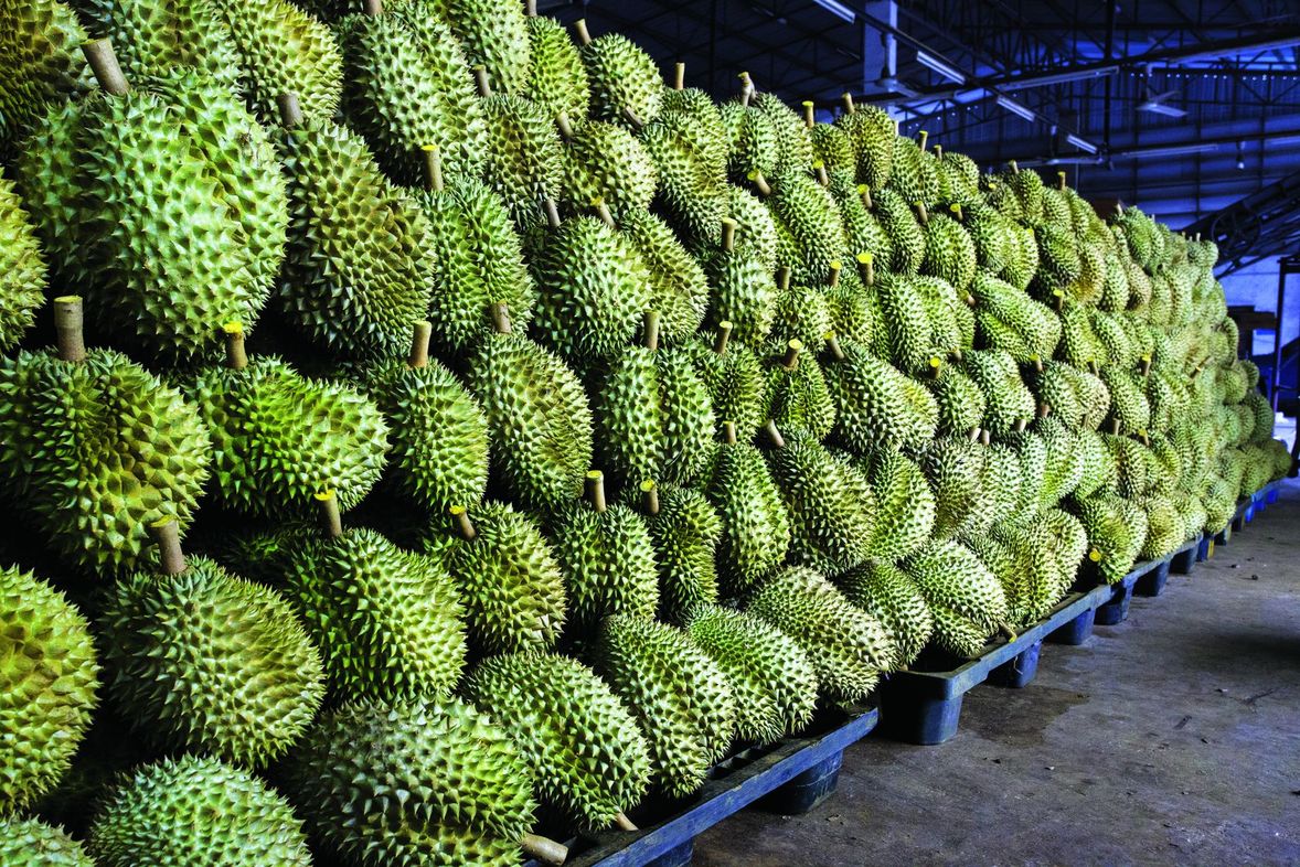 Eksport Durian Thailand Hadapi Cabaran Besar - Agrimag
