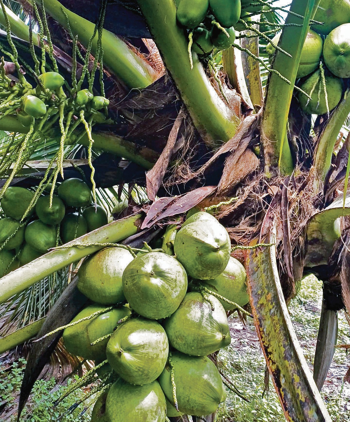 Ceburi Perniagaan Kelapa Wangi 6 Ekar - Agrimag