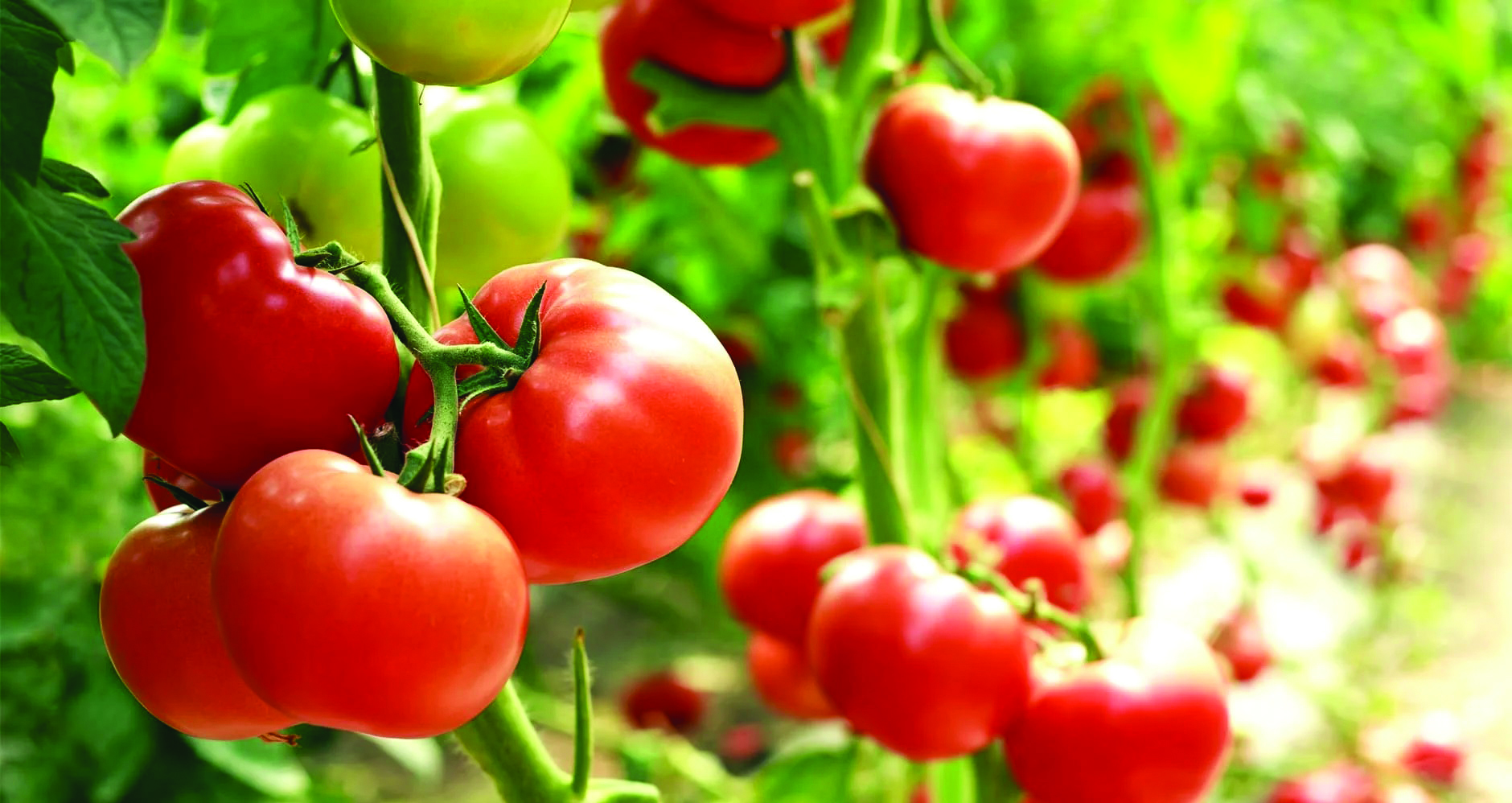 Pemangkasan Cabang & Daun Pokok Tomato - Agrimag