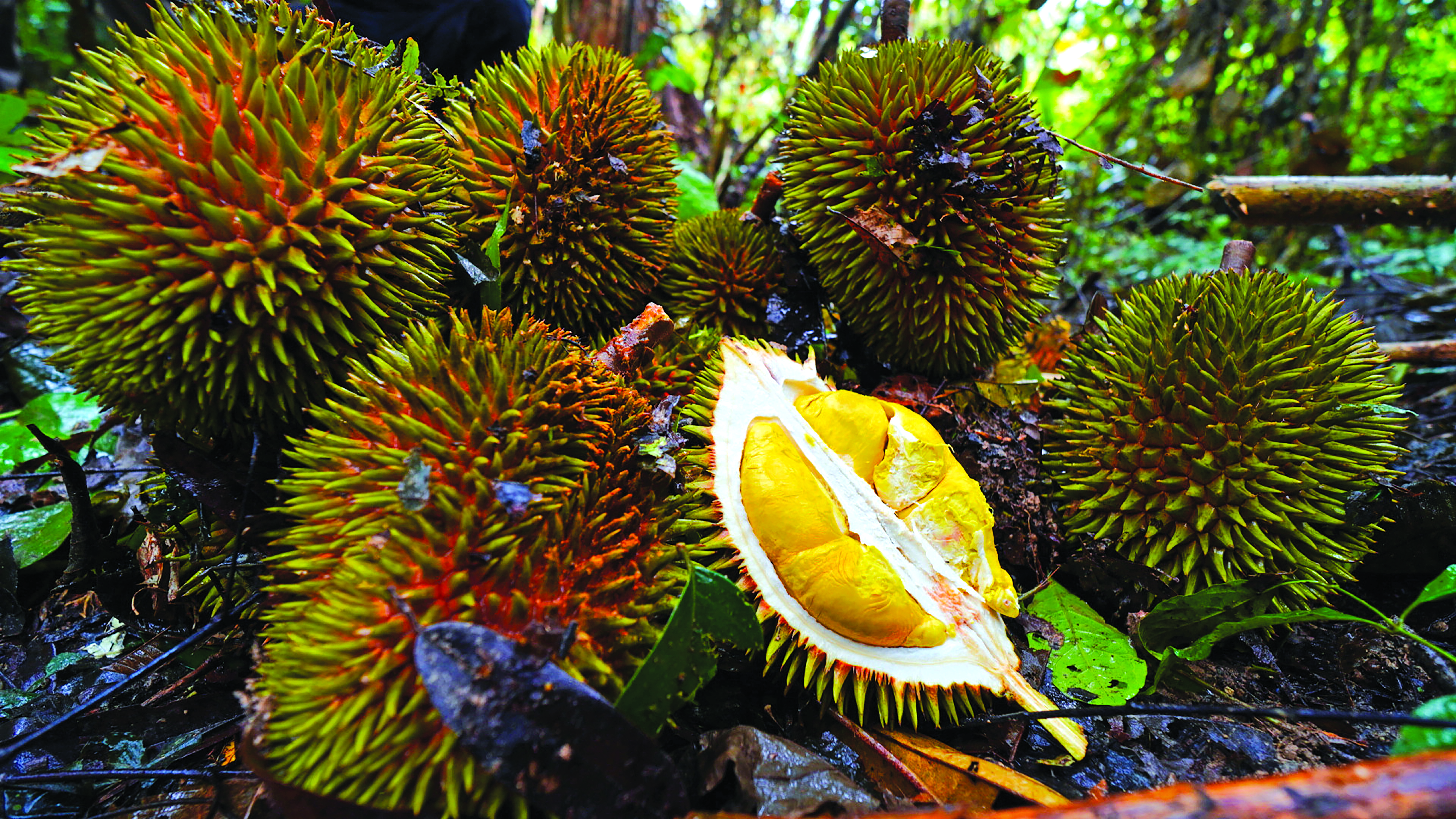 Tok Megat Harum Mengatasi Bau Tengik - Agrimag