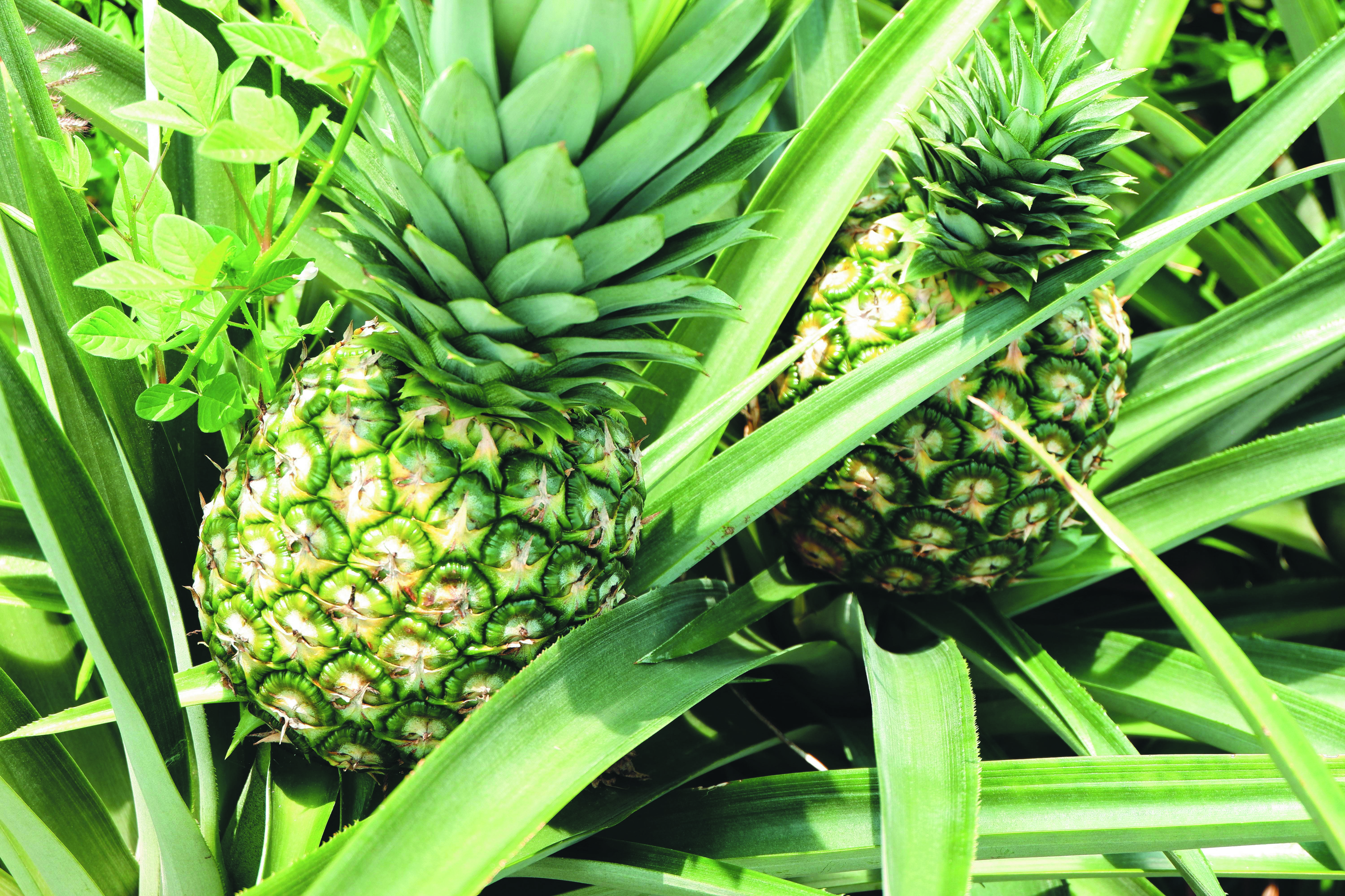 MD2 Tepat Dipilih, Industri Tersasar - Agrimag
