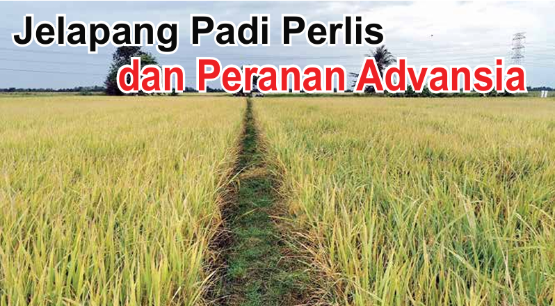 Jelapang Padi Perlis dan Peranan Advansia - Agrimag