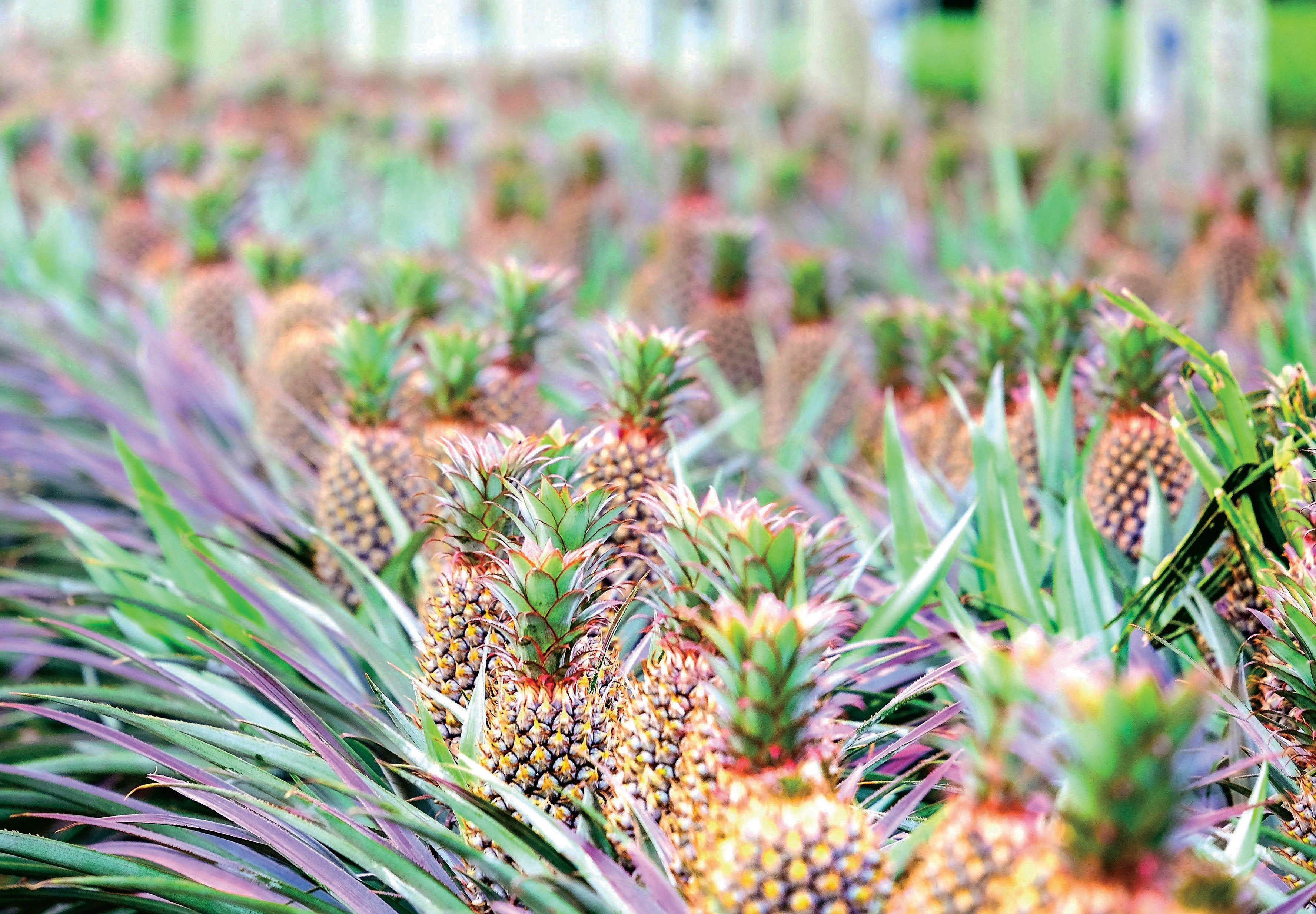 Kawal Pembungaan Nanas untuk Hasil Luar Musim - Agrimag