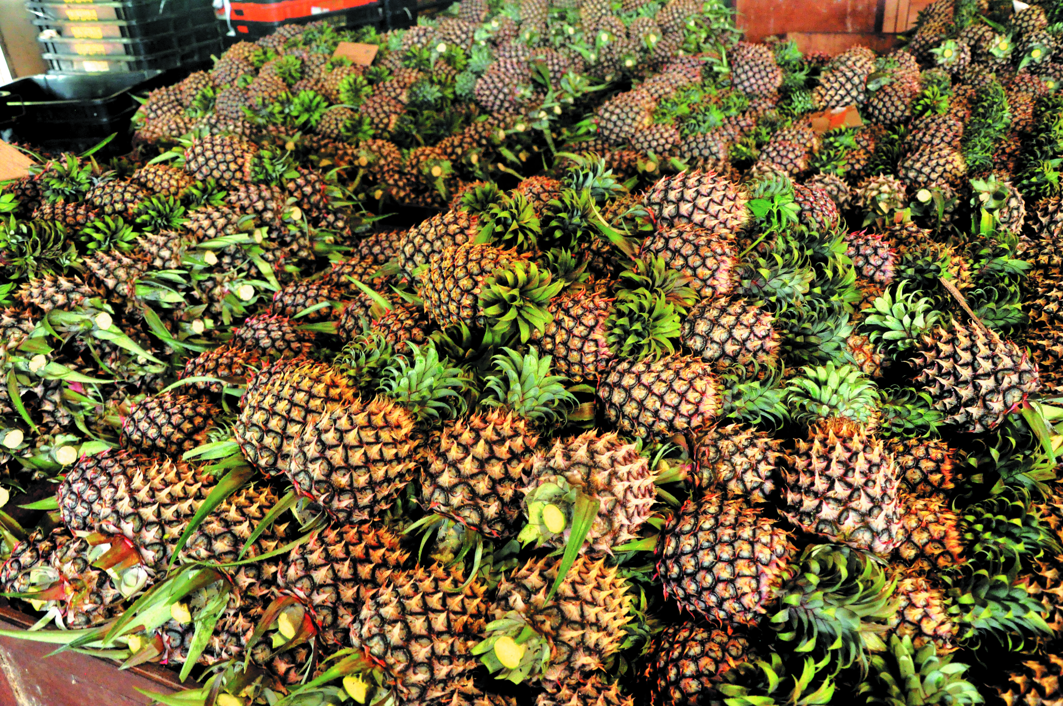 Nanas Malaysia, Cari Jalan Keluar - Agrimag