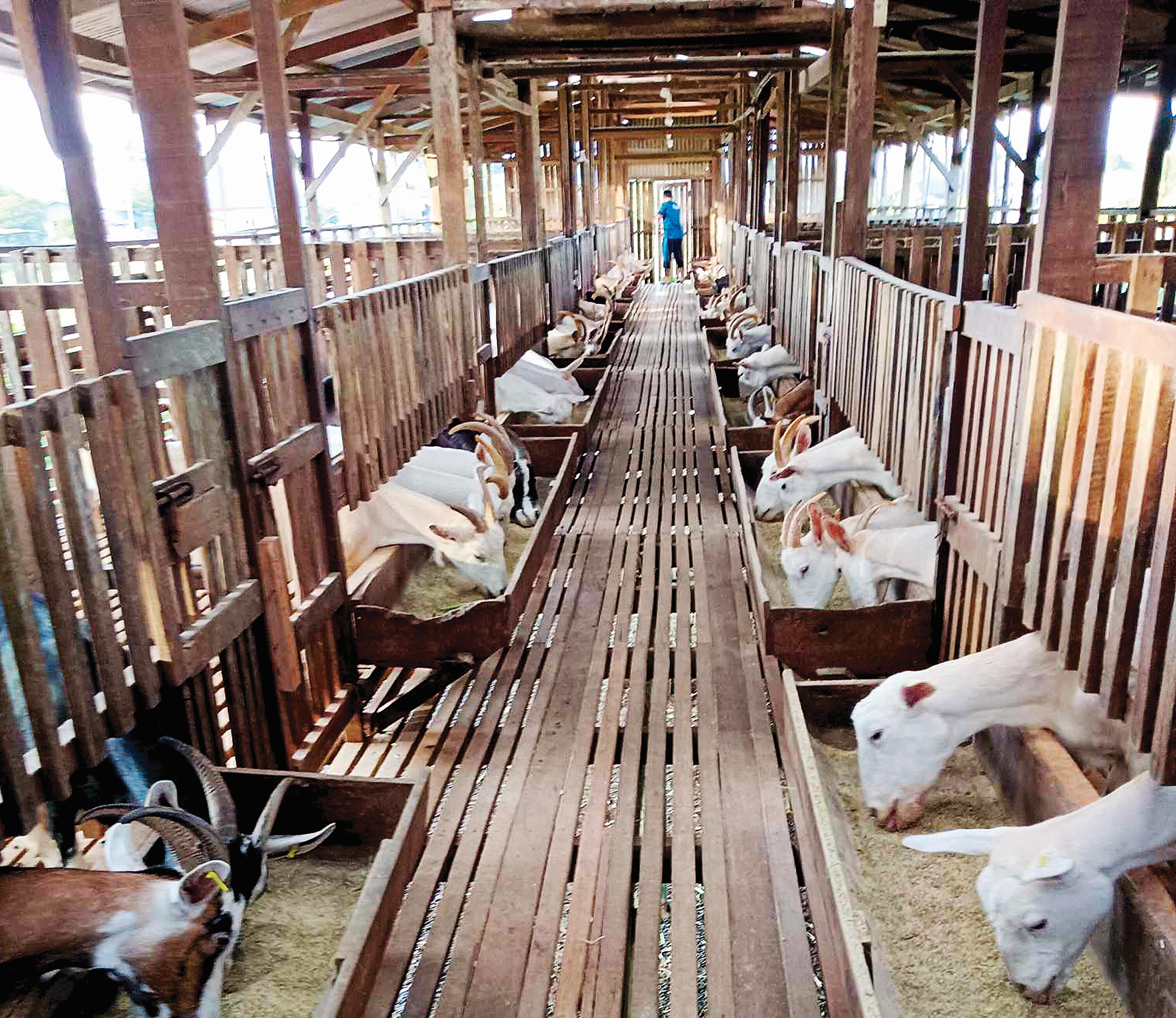 Ternakan Kambing Untuk Hasil Tenusu - Agrimag