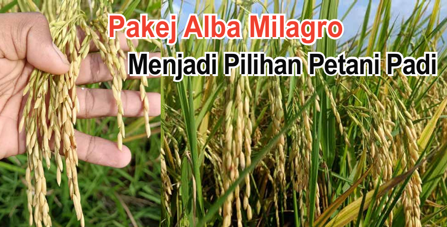 Pakej Alba Milagro Menjadi Pilihan Petani Padi - Agrimag