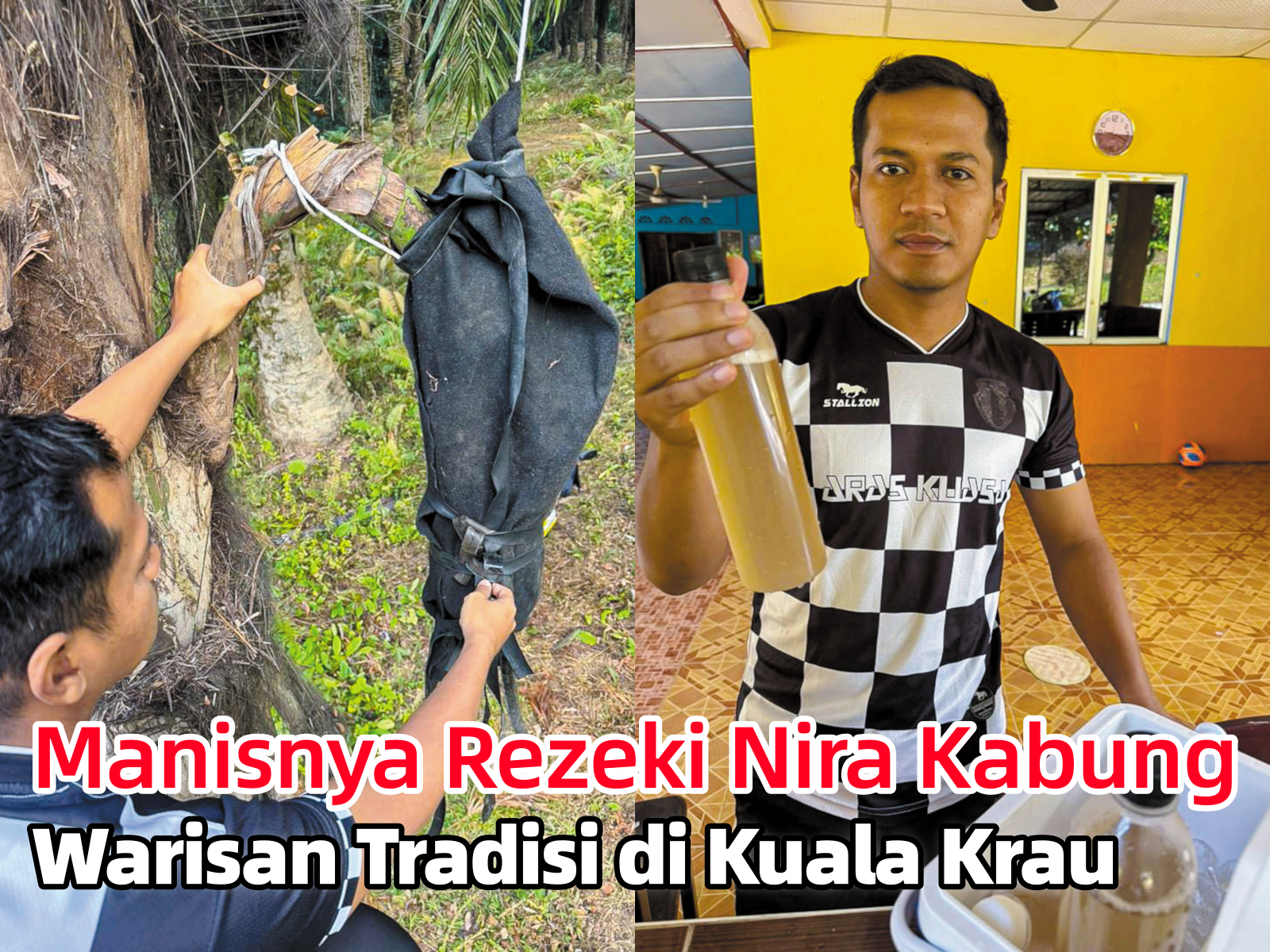 Manisnya Rezeki Nira Kabung Warisan Tradisi di Kuala Krau - Agrimag