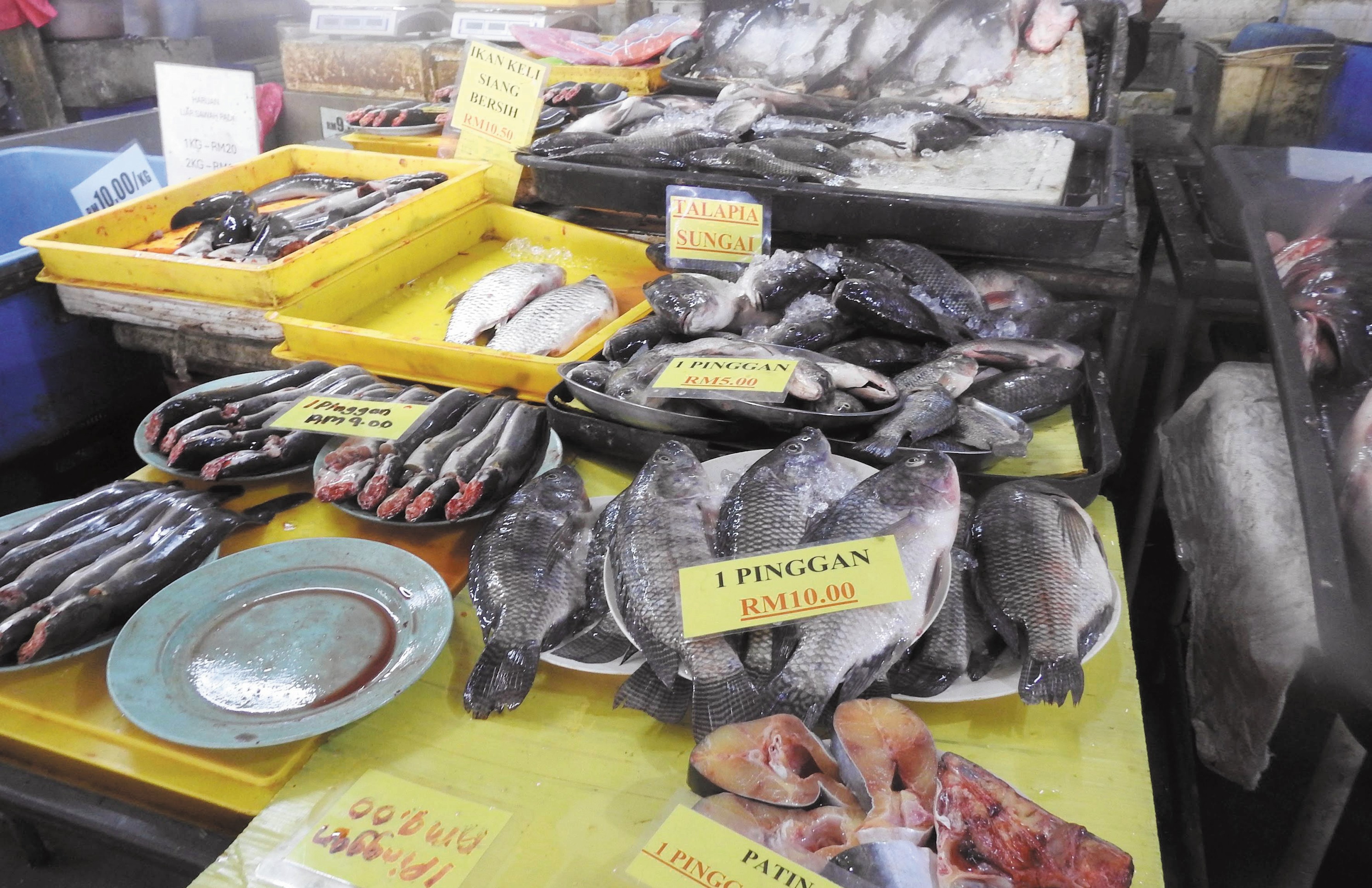 Ternakan Ikan Air Tawar Di Sungai Perak - Agrimag