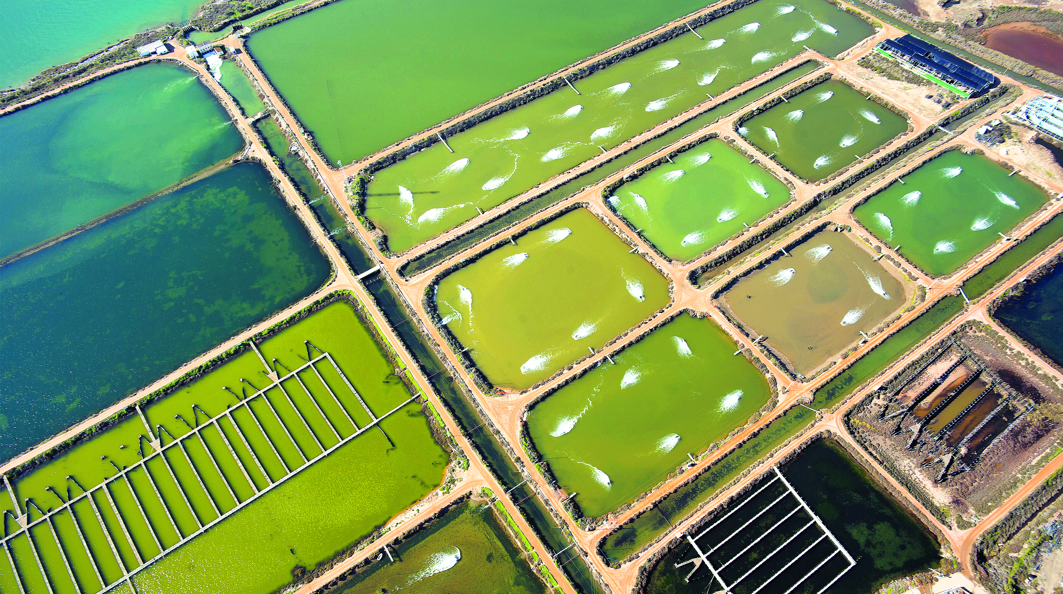 Buih Kolam Terkawal, Ikan Selamat - Agrimag