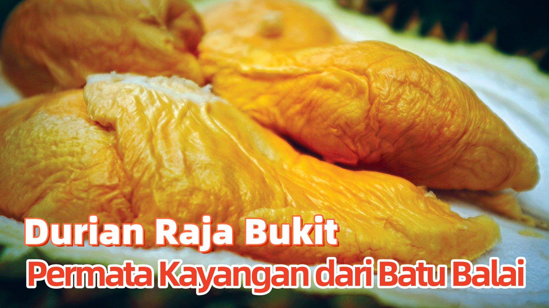 Durian Raja Bukit Permata Kayangan dari Batu Balai - Agrimag