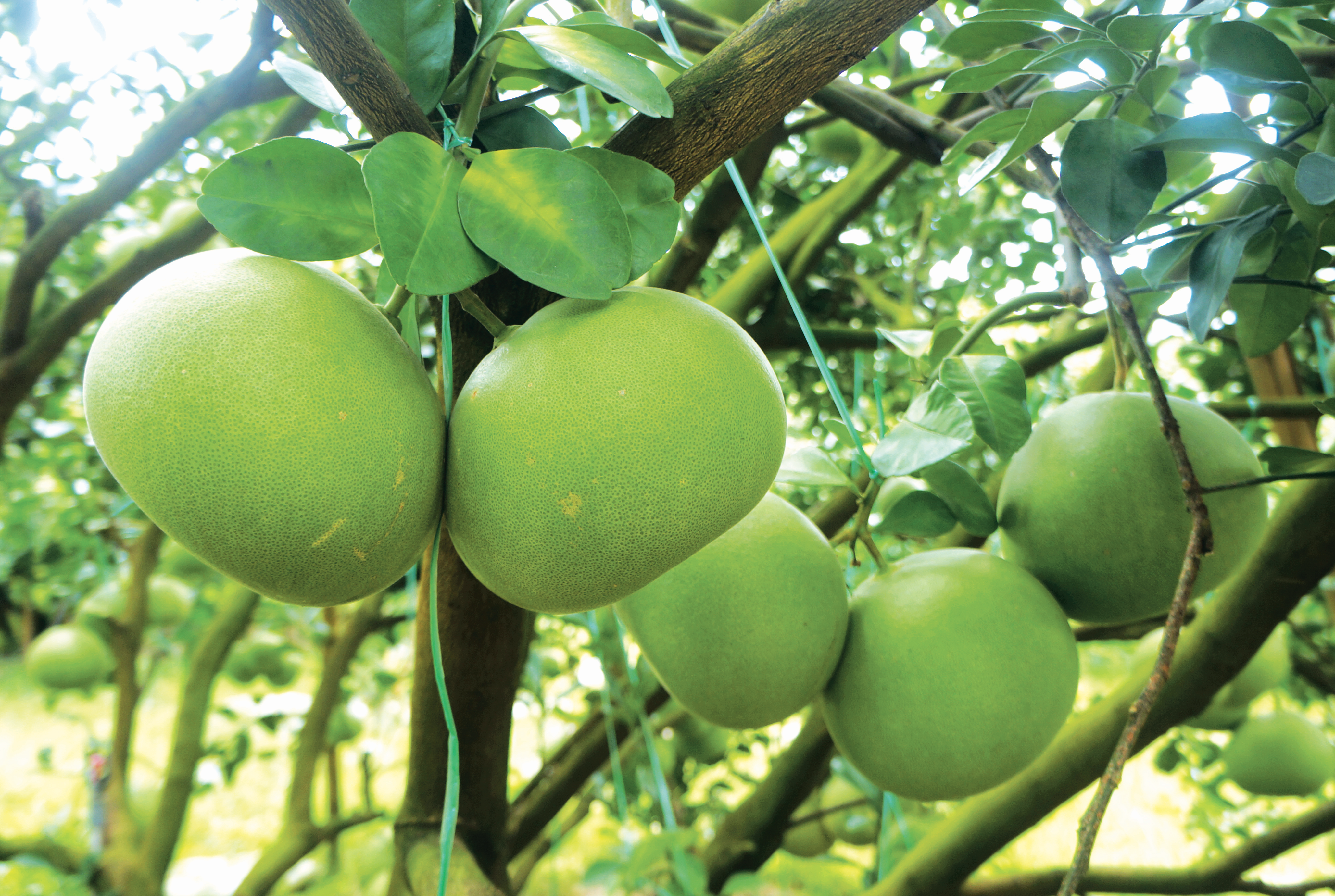 Pengeluaran Limau Bali Berkualiti Tinggi - Agrimag